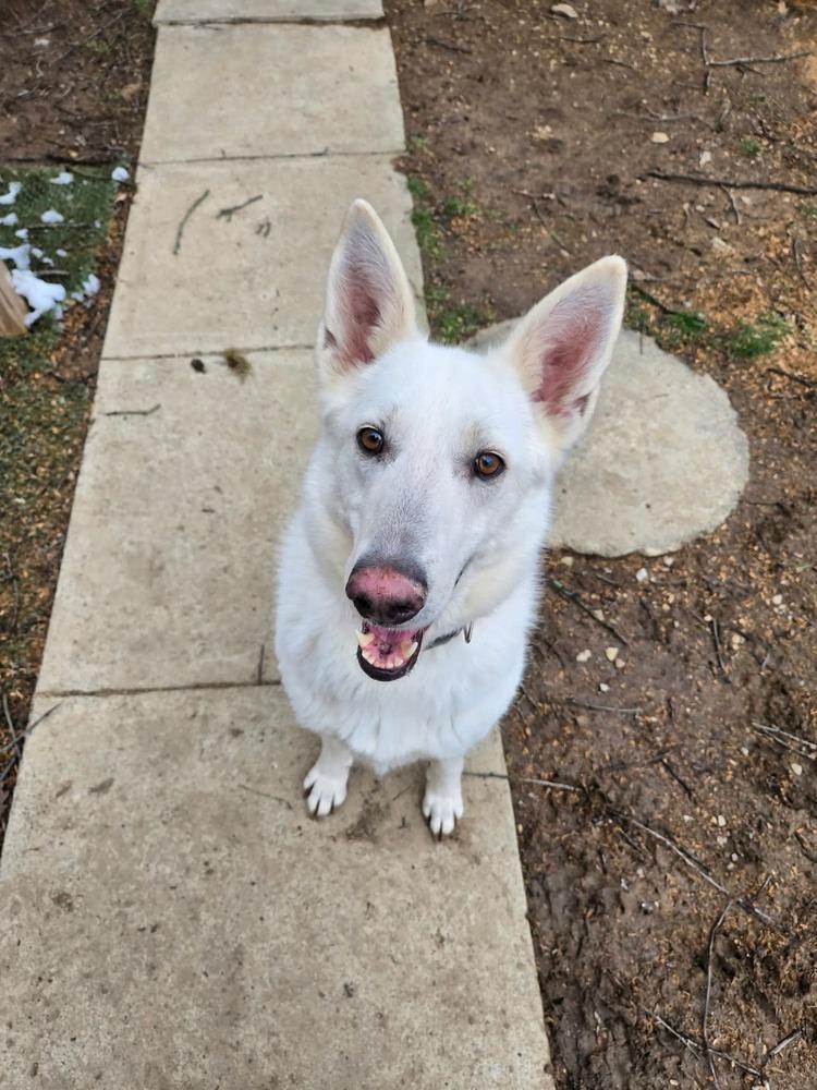 Enlarge Hayzee, a Adoptable mixed breed in Grove City, OH image 3/4