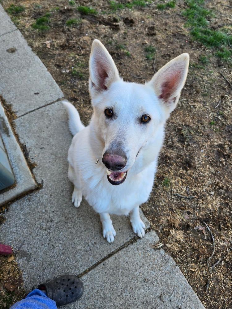 Enlarge Hayzee, a Adoptable mixed breed in Grove City, OH image 1/4