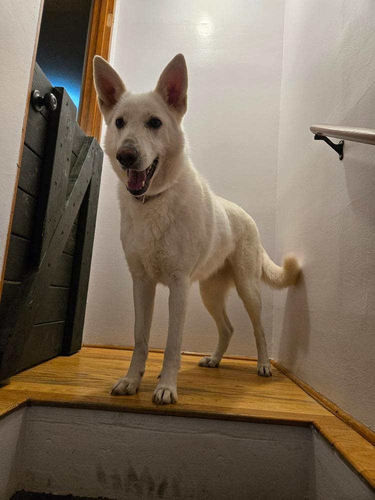 Enlarge Hayzee, a Adoptable mixed breed in Grove City, OH image 4/4