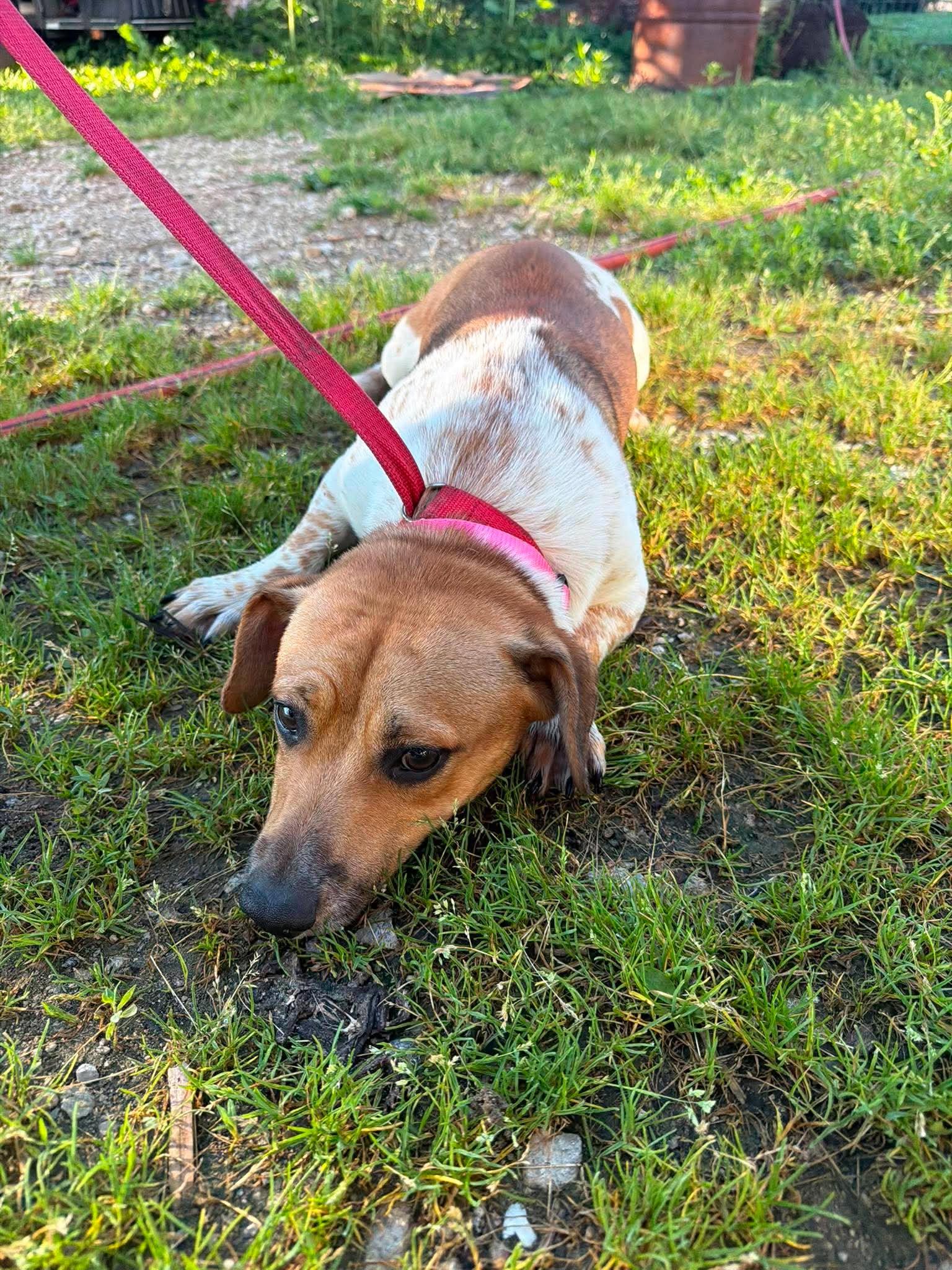 Bramble, Adoptable, Young Male Beagle & Basset Hound.