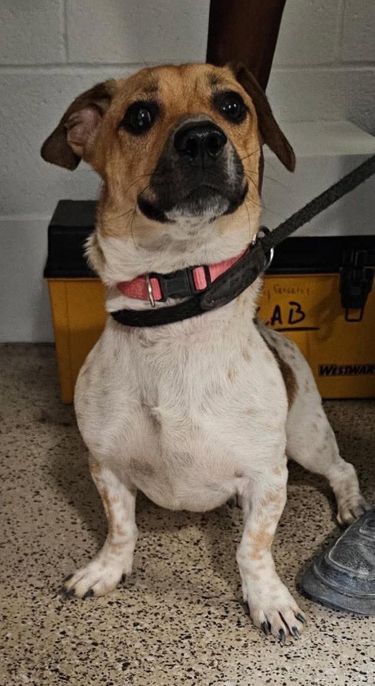 Enlarge Bramble, a Adoptable mixed breed in Ashville, OH image 2/3