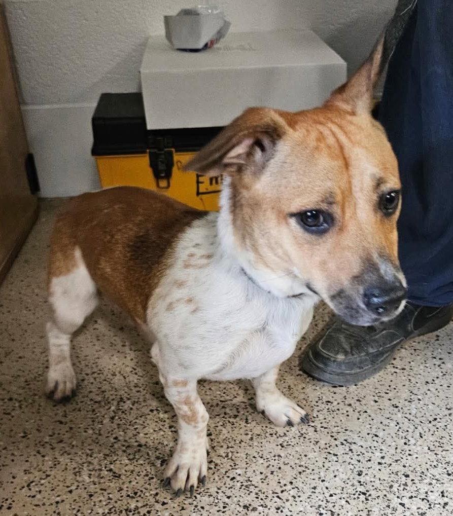 Enlarge Bramble, a Adoptable mixed breed in Ashville, OH image 3/3