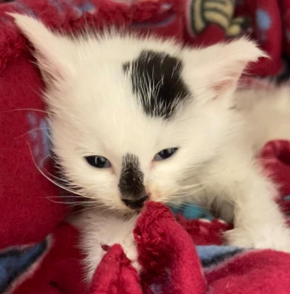 FLEA, a Adoptable mixed breed in Elizabethton, TN image 2/6