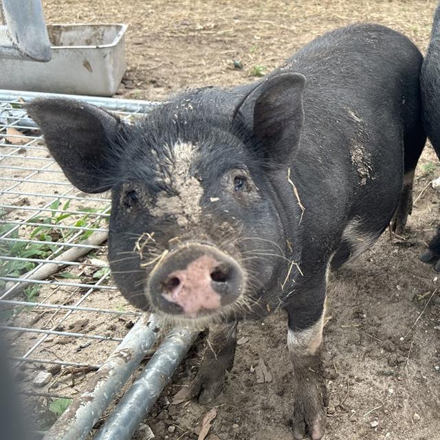 GRACIE, Adoptable, Adult Female Pig.