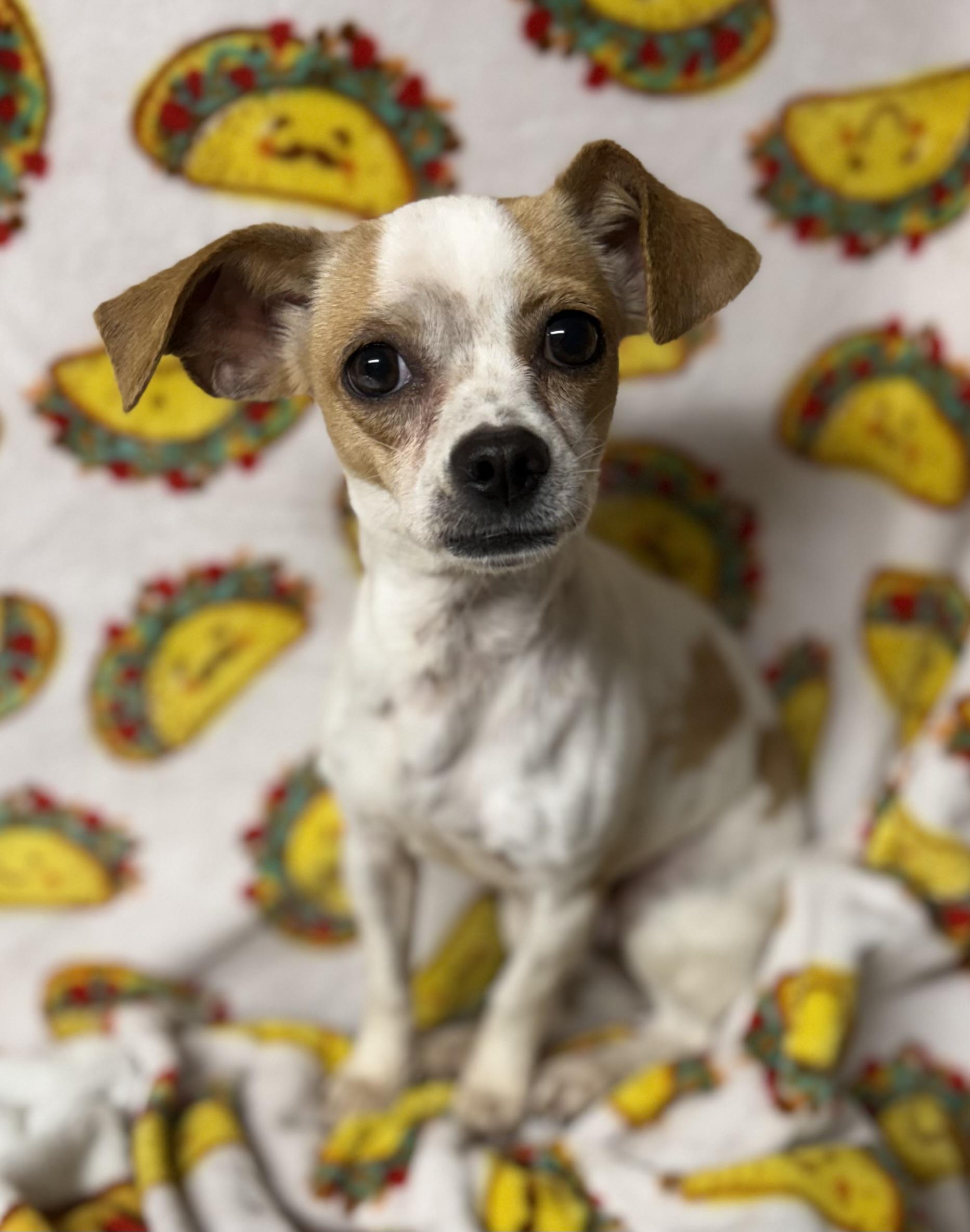 Enlarge Bramble, an adopted mixed breed in Tomkins Cove, NY image 3/3