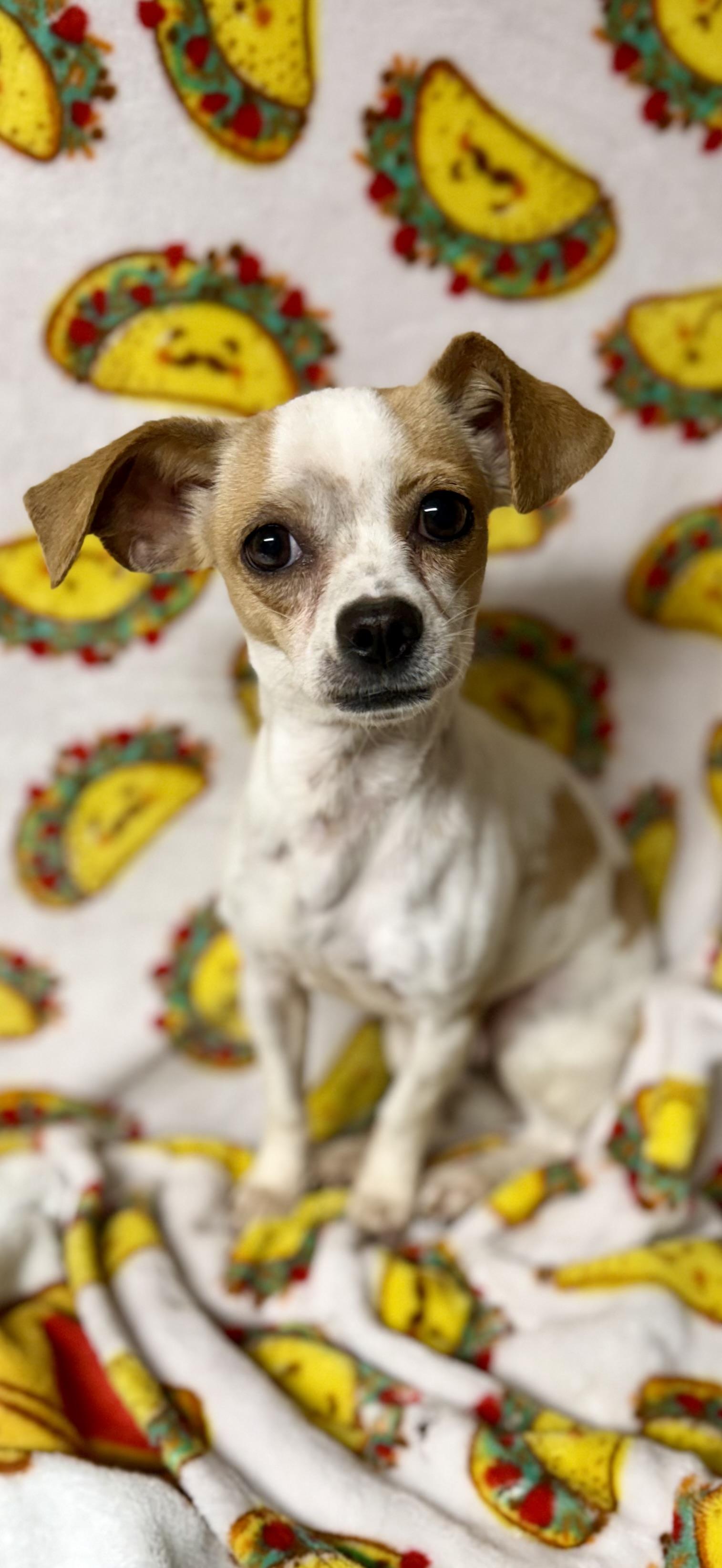 Enlarge Bramble, an adopted mixed breed in Tomkins Cove, NY image 2/3