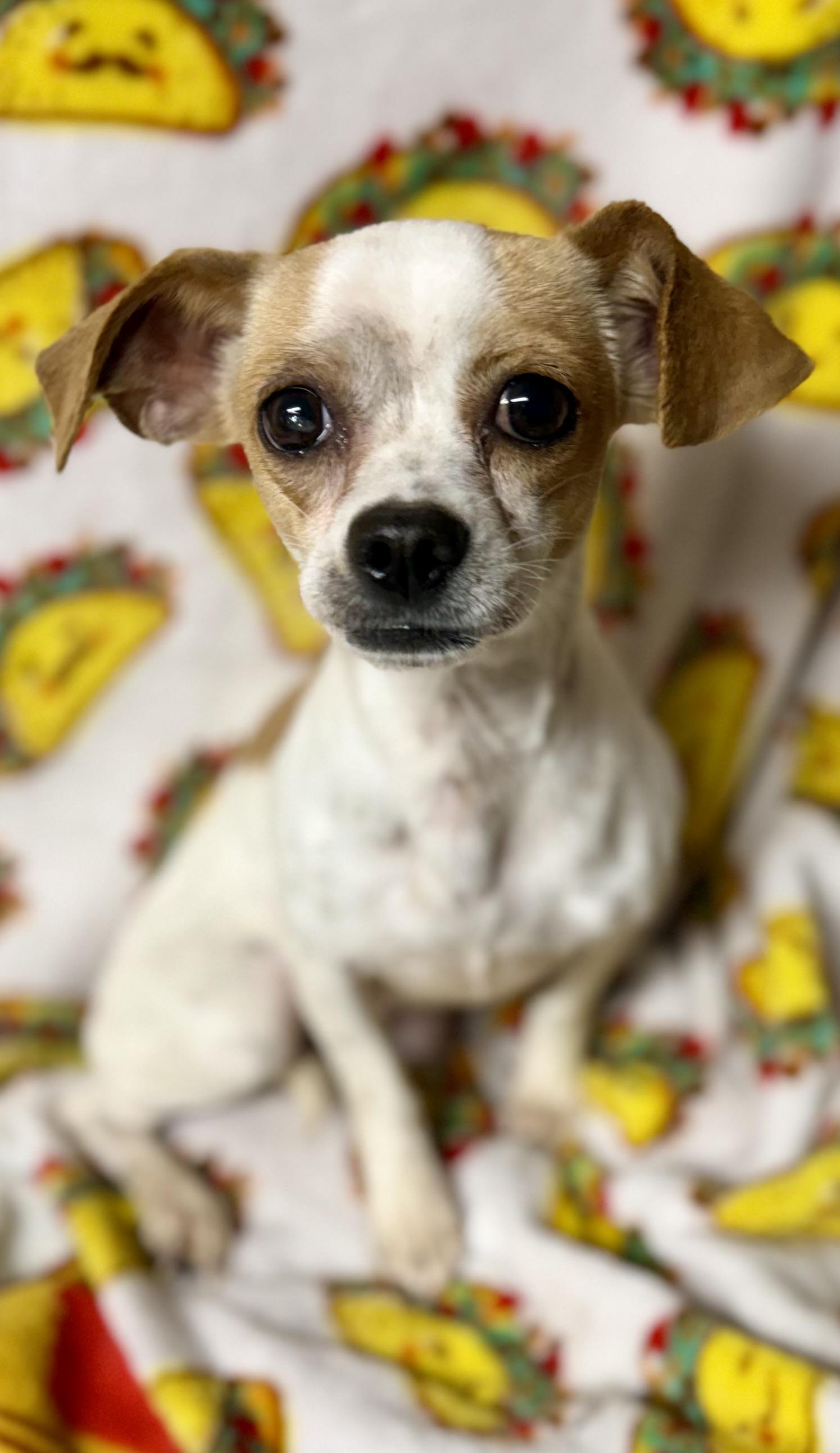 Enlarge Bramble, an adopted mixed breed in Tomkins Cove, NY image 1/3