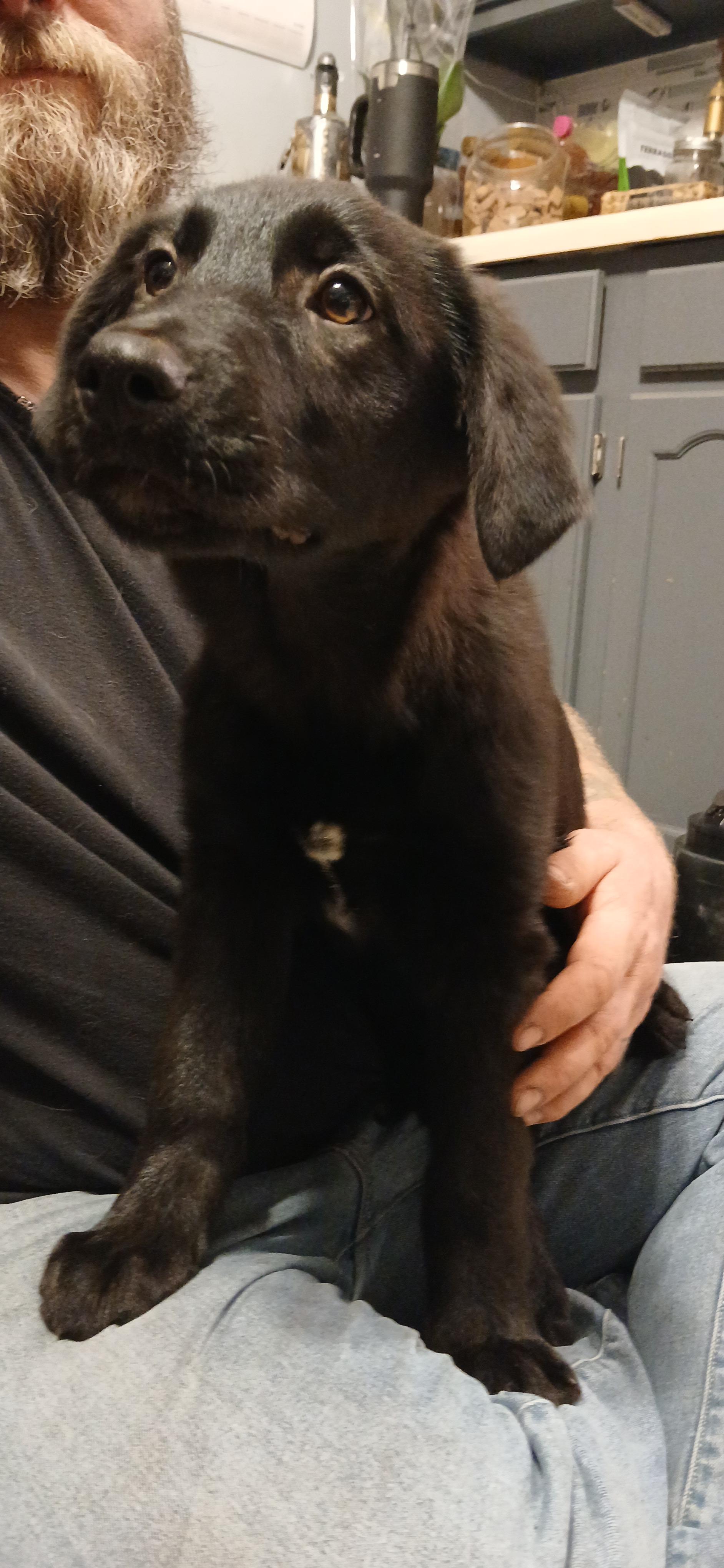 Heldi, an adopted Mixed Breed in Kenosha, WI image 3/4