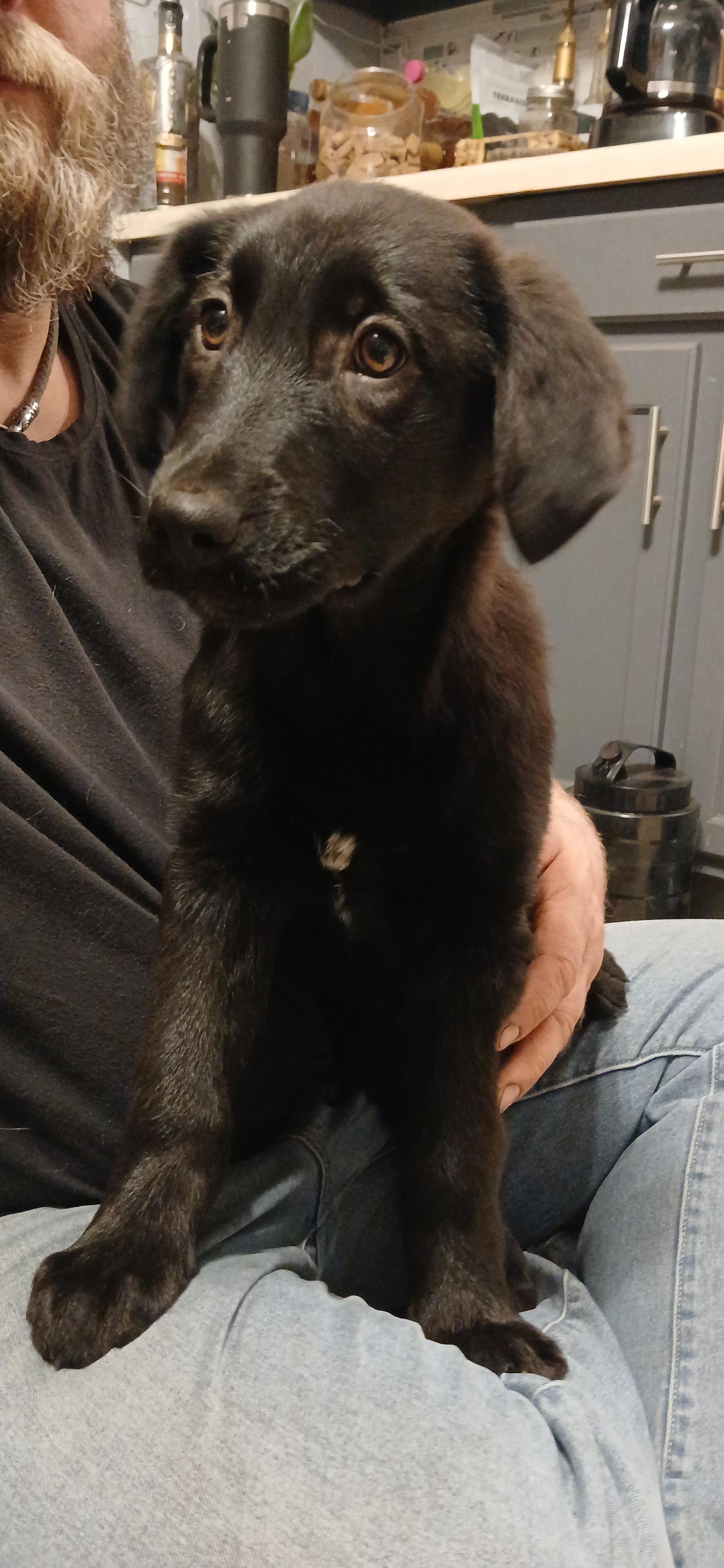 Heldi, an adopted Mixed Breed in Kenosha, WI image 1/4