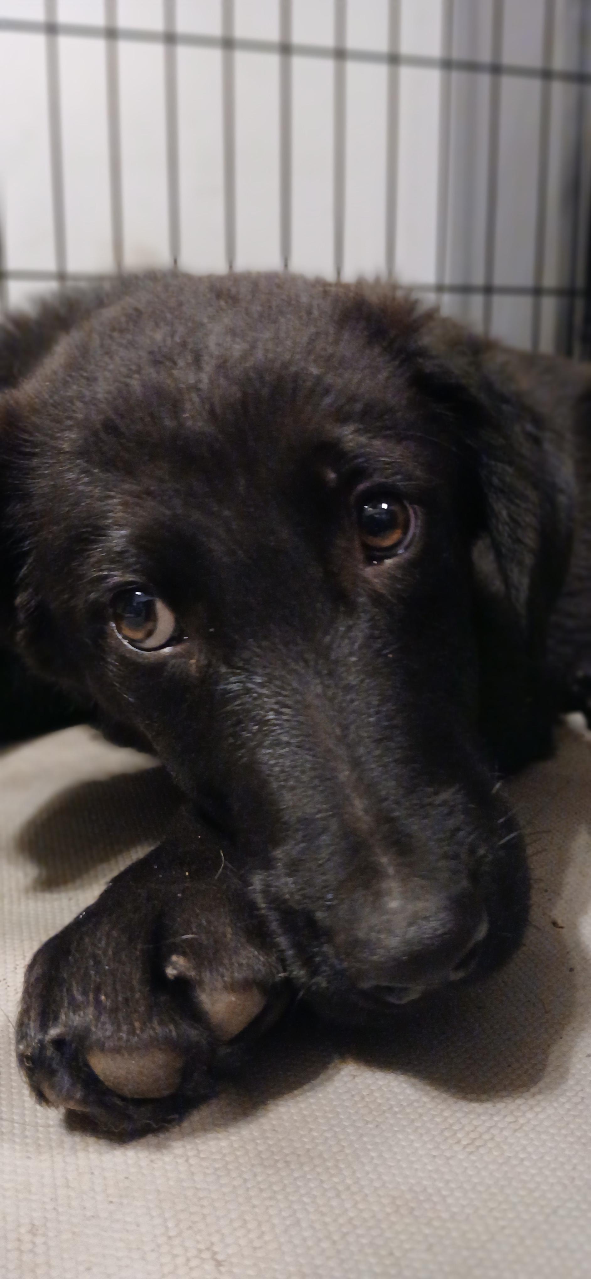 Heldi, an adopted Mixed Breed in Kenosha, WI image 2/4