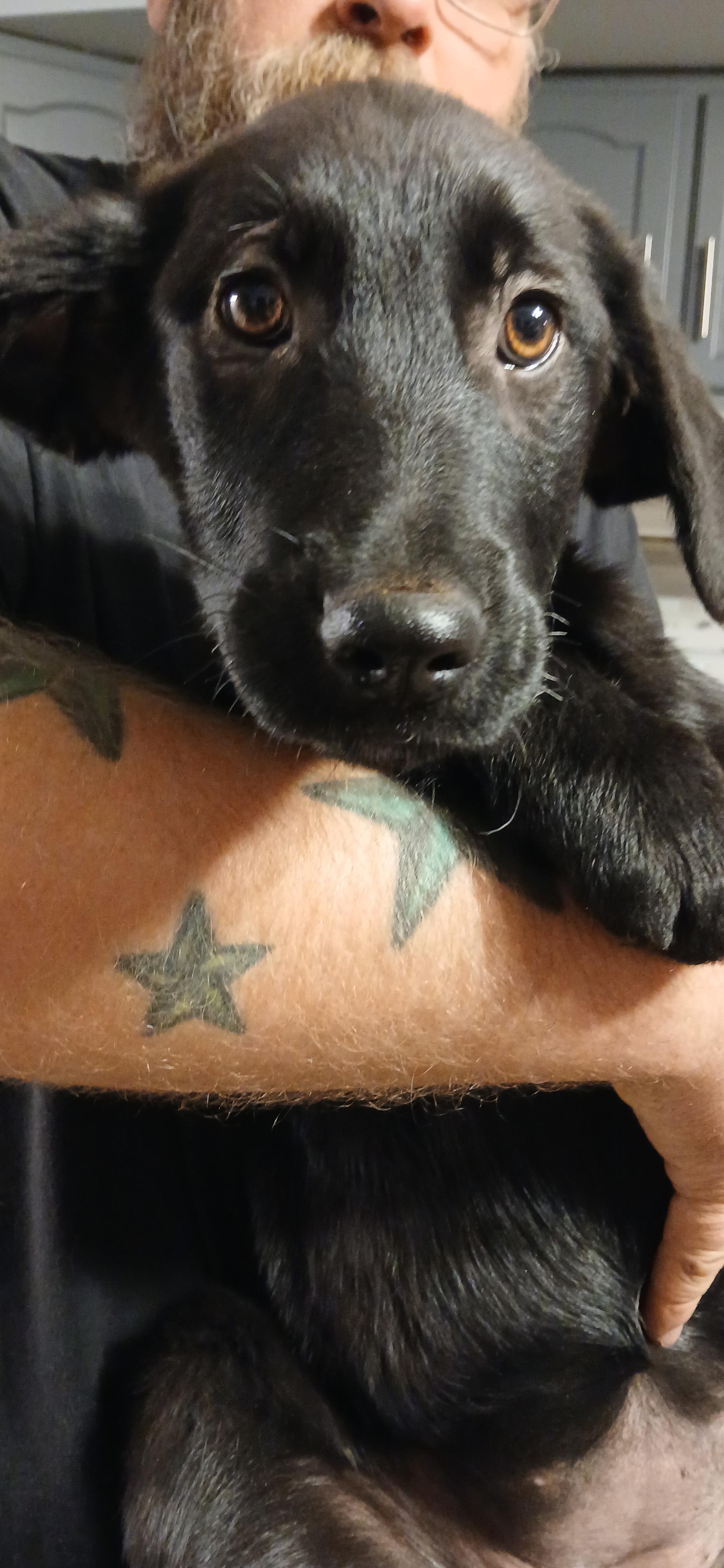 Heldi, an adopted Mixed Breed in Kenosha, WI image 4/4