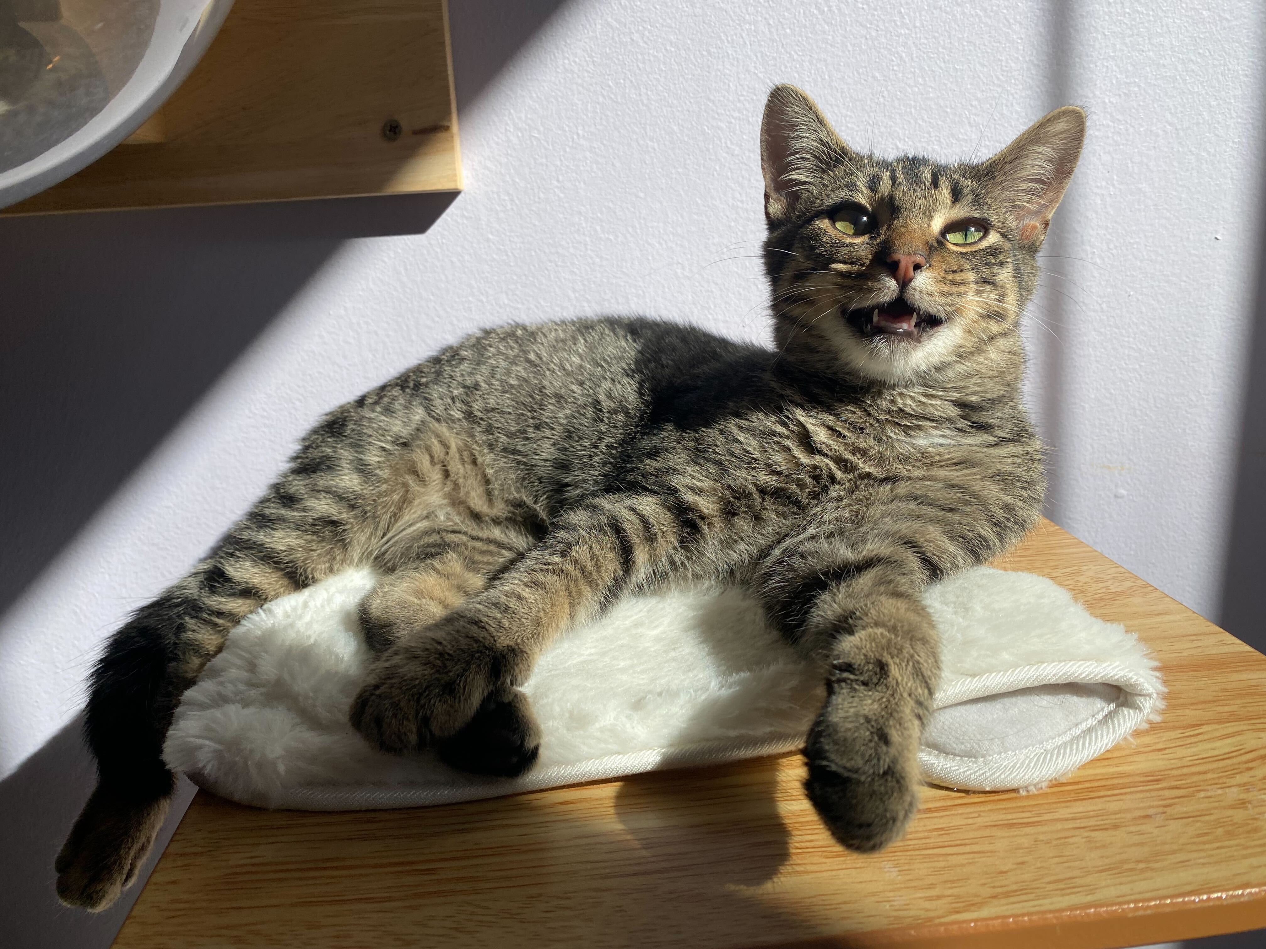 Cat for adoption Sam, a Tiger in West Lafayette, IN Petfinder