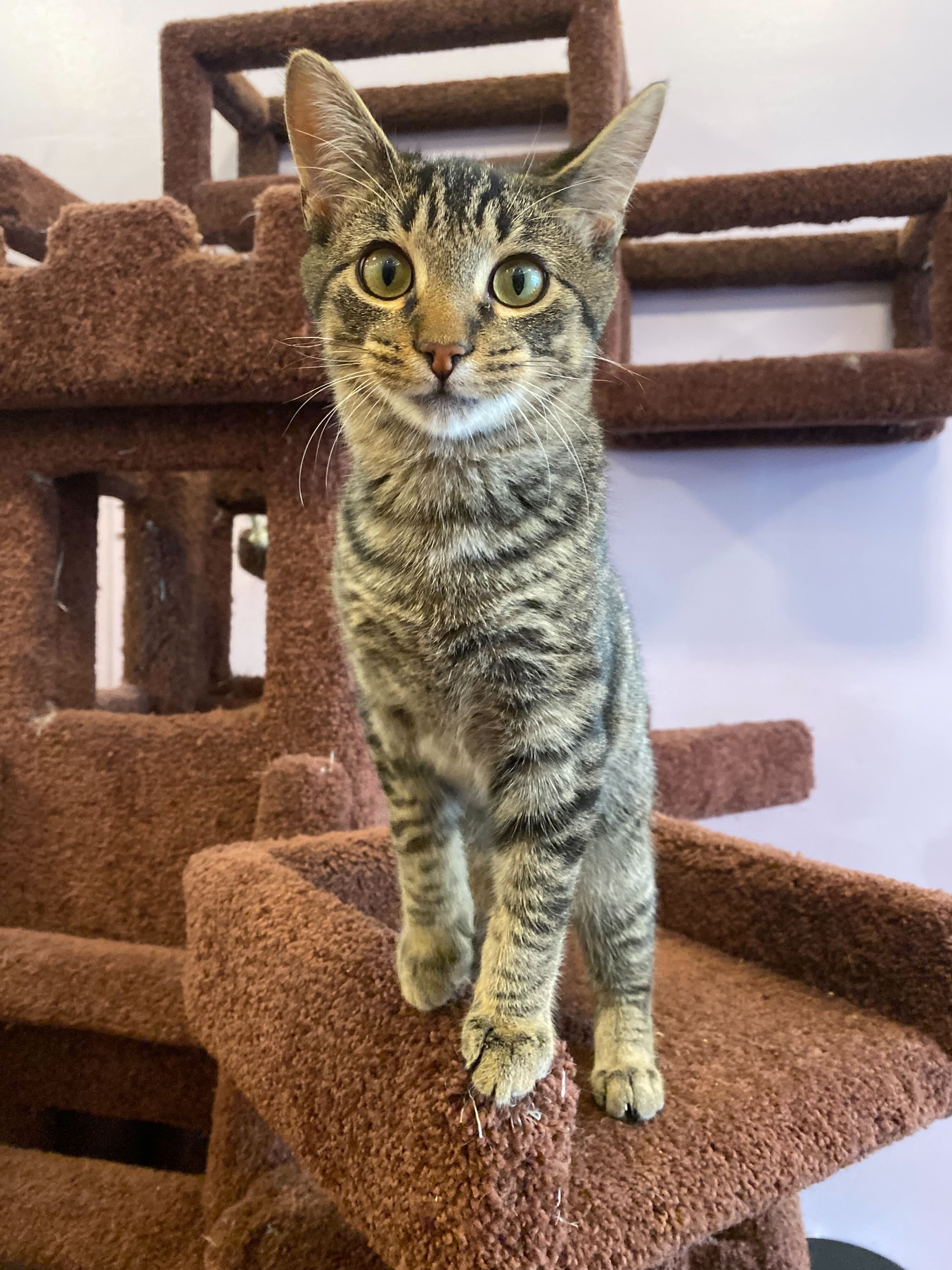 Cat for adoption Sam, a Tiger in West Lafayette, IN Petfinder