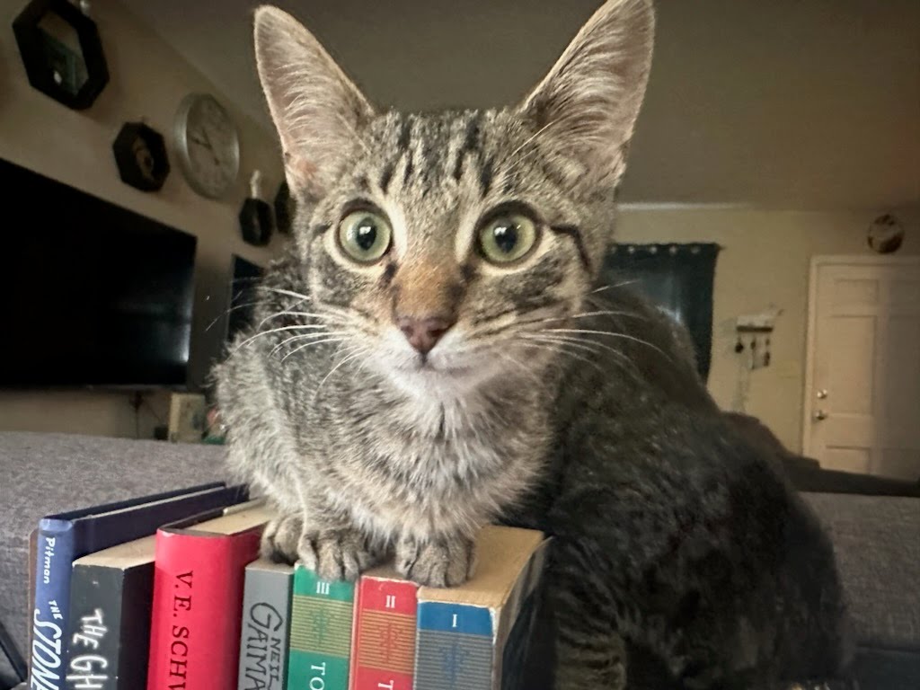 Cat for adoption Sam, a Tiger in West Lafayette, IN Petfinder