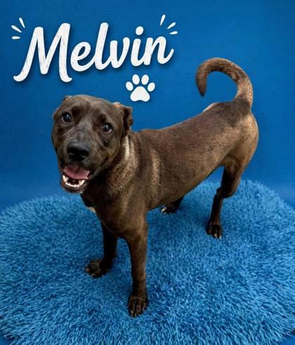 Enlarge Melvin, a Adoptable mixed breed in Seagoville, TX image 1/1