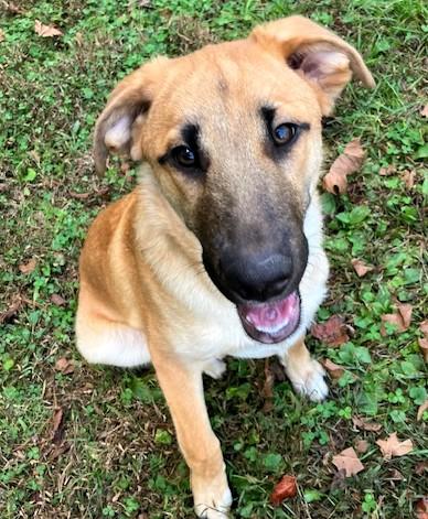 Ansley, a ADOPTABLE mixed breed in Frederick, MD image 2/4