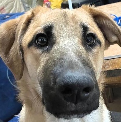 Ansley, ADOPTABLE, Puppy Male Shepherd.