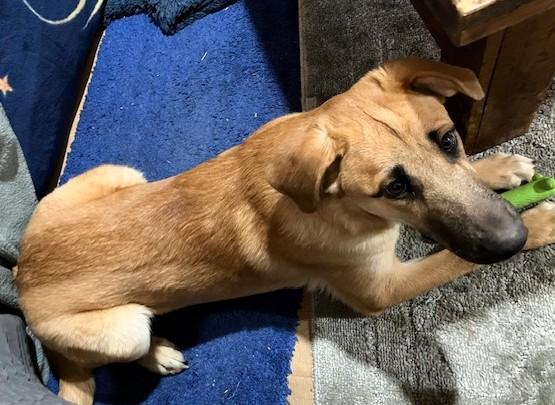 Ansley, a ADOPTABLE mixed breed in Frederick, MD image 3/4