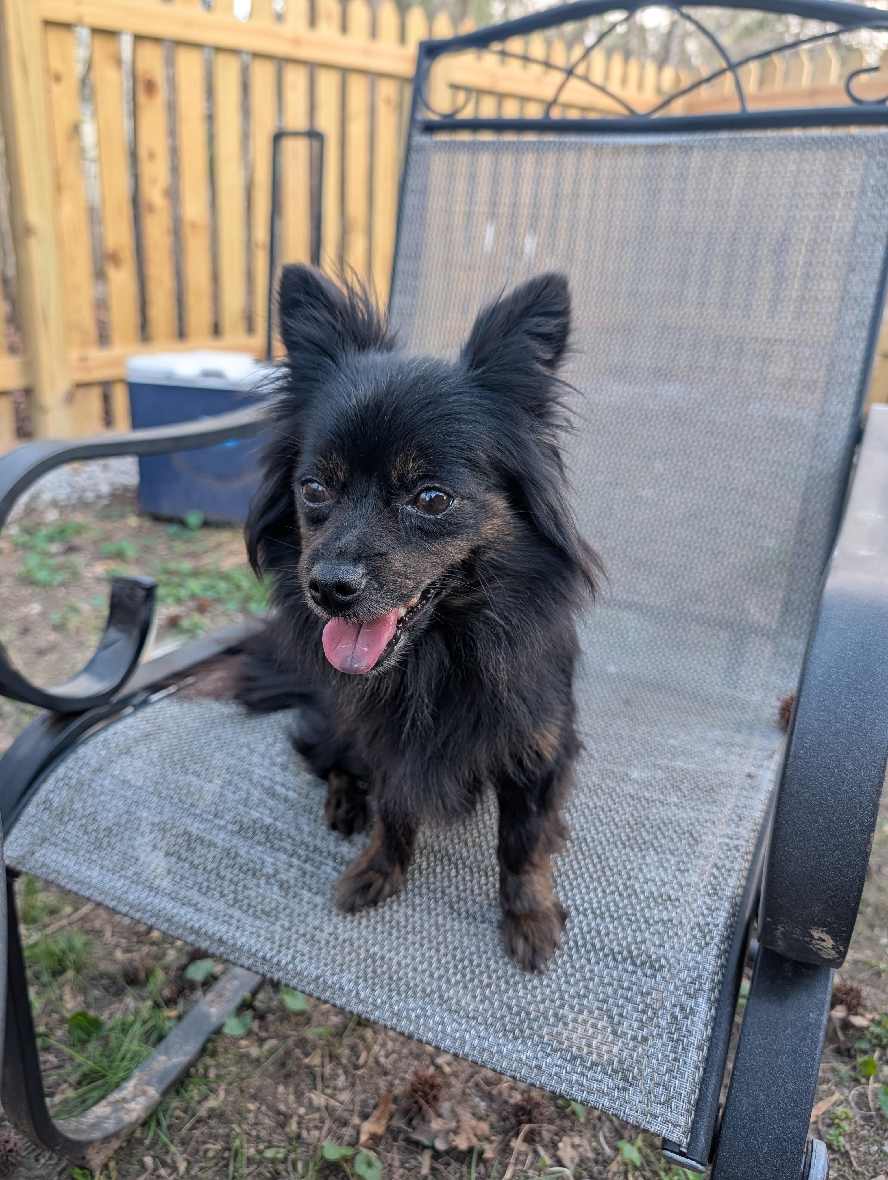 Enlarge Sienna, a ADOPTABLE mixed breed in Richmond, VA image 2/3