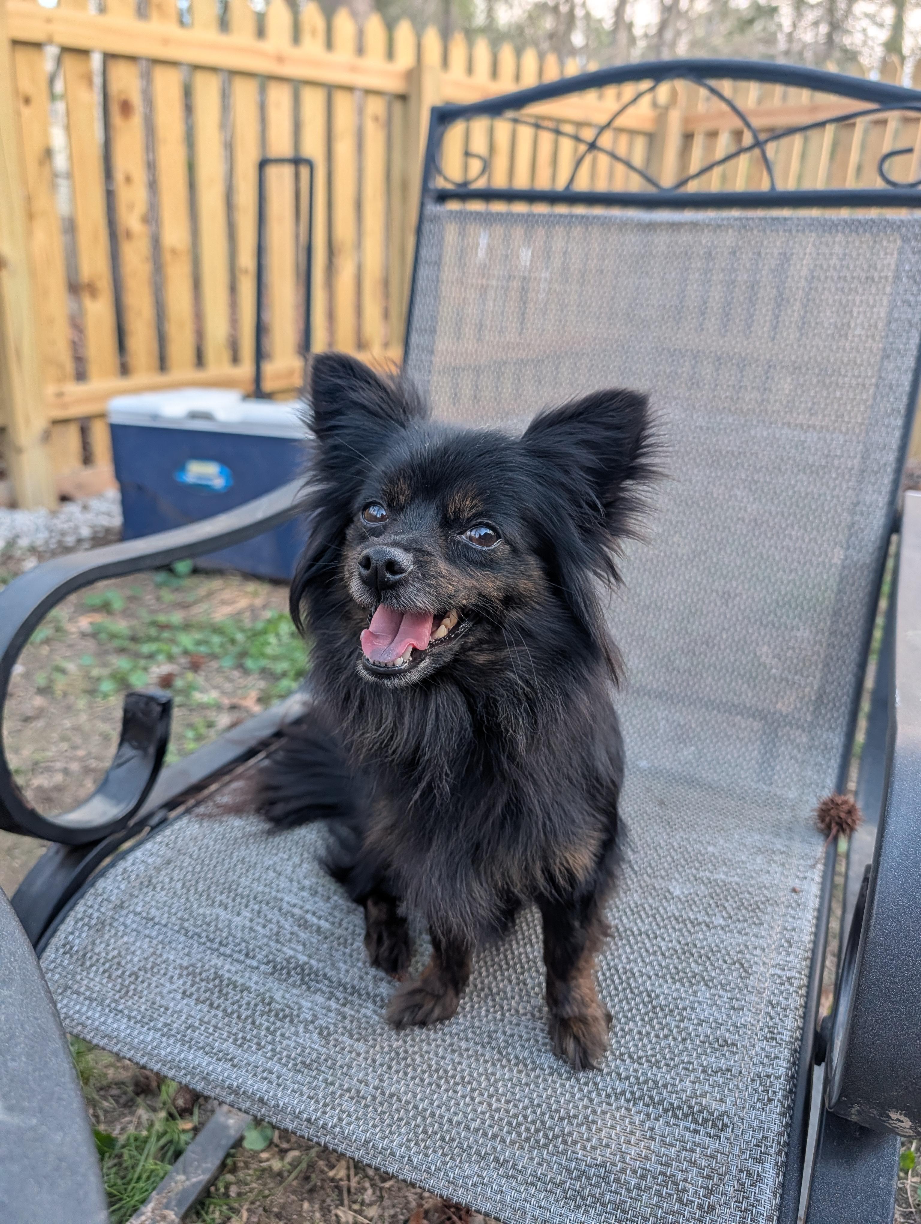 Enlarge Sienna, a ADOPTABLE mixed breed in Richmond, VA image 3/3