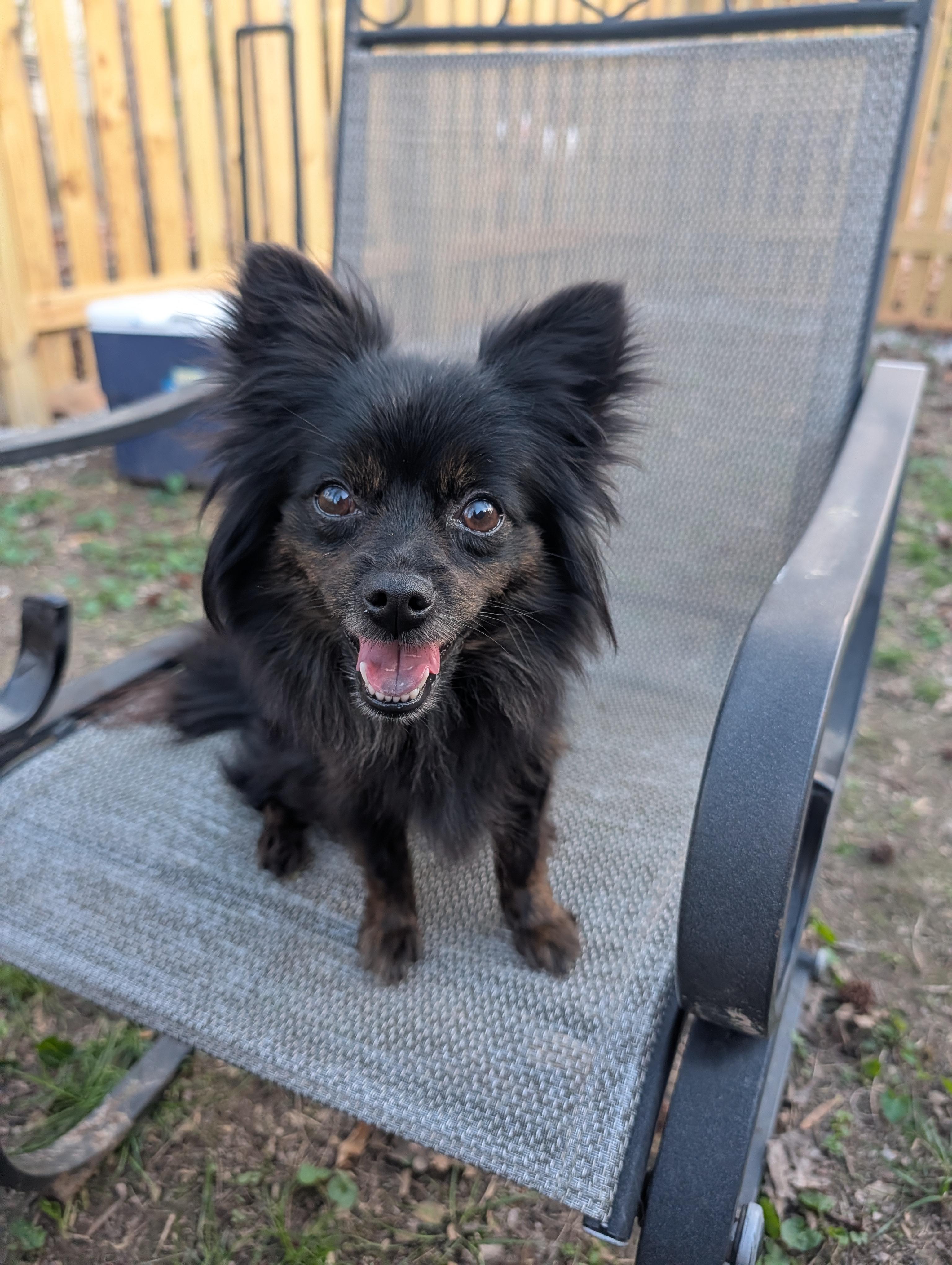 Enlarge Sienna, a ADOPTABLE mixed breed in Richmond, VA image 1/3