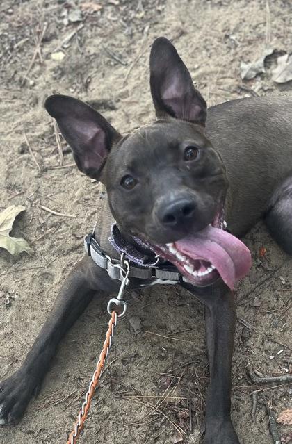 Lovee Louise — thumbnail 2