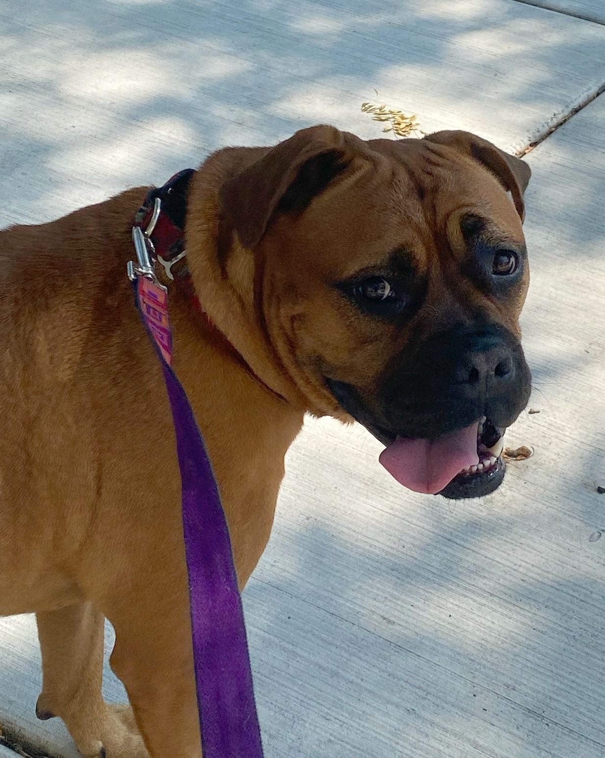Gia, a Adoptable Bullmastiff in Frederick, MD image 1/5