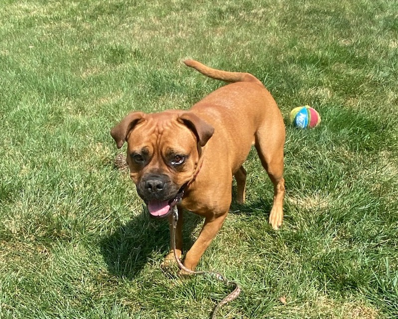 Gia, a Adoptable Bullmastiff in Frederick, MD image 2/5
