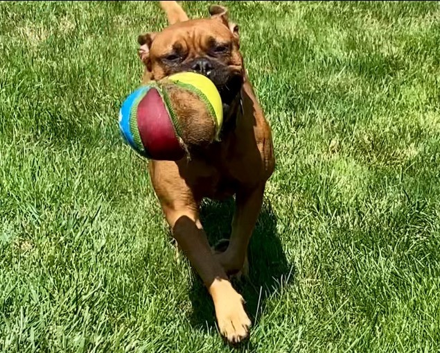 Gia, a Adoptable Bullmastiff in Frederick, MD image 3/5