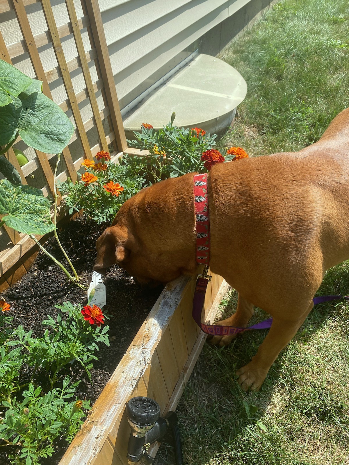 Gia, a Adoptable Bullmastiff in Frederick, MD image 4/5