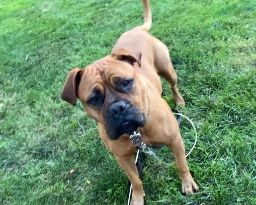 Gia, a Adoptable Bullmastiff in Frederick, MD image 5/5