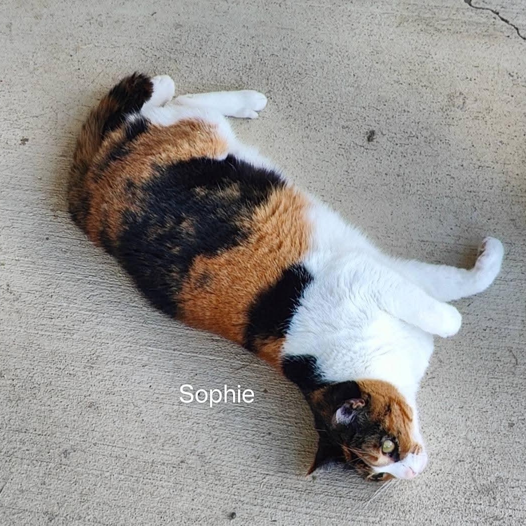 Sophie photo 6