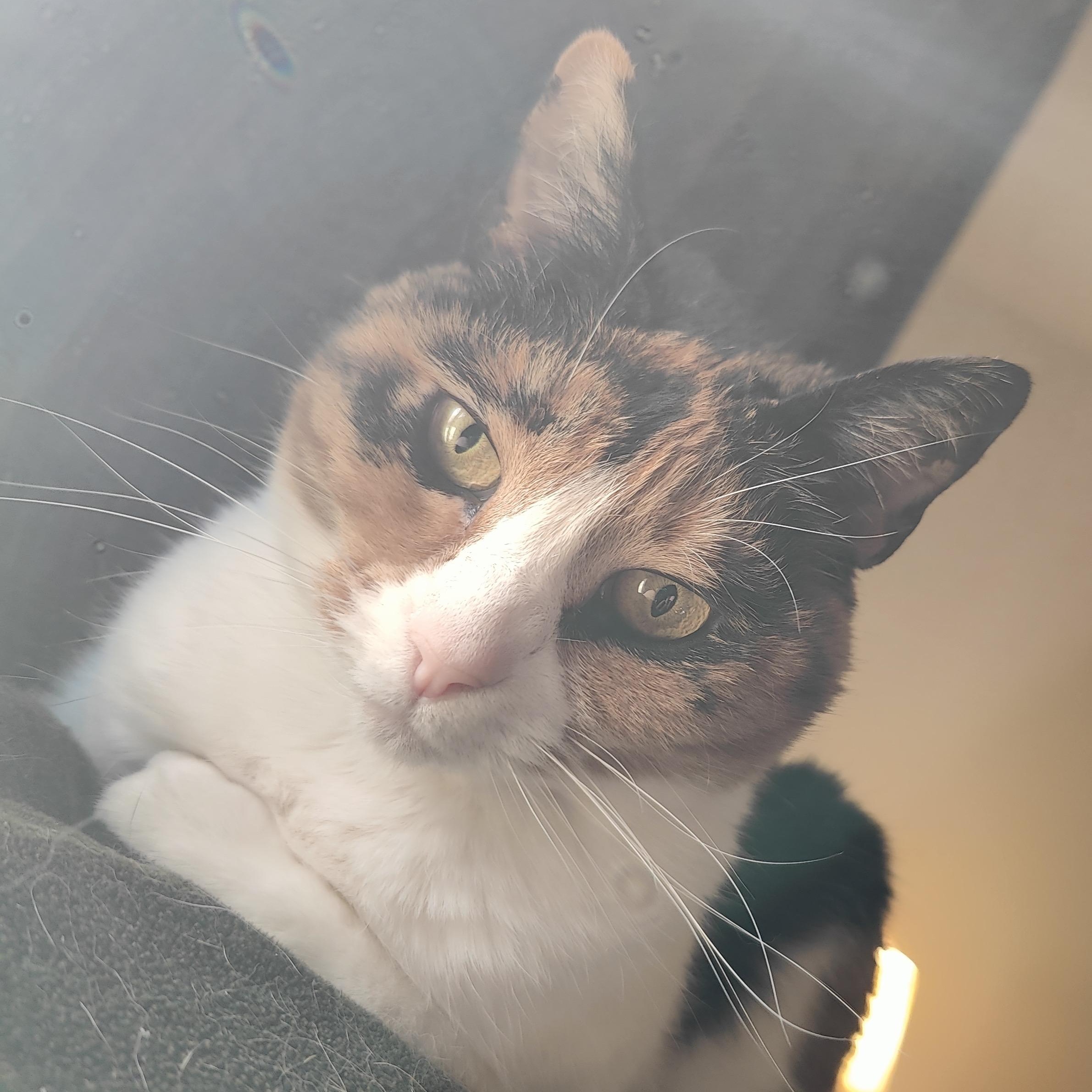 Sophie photo 2