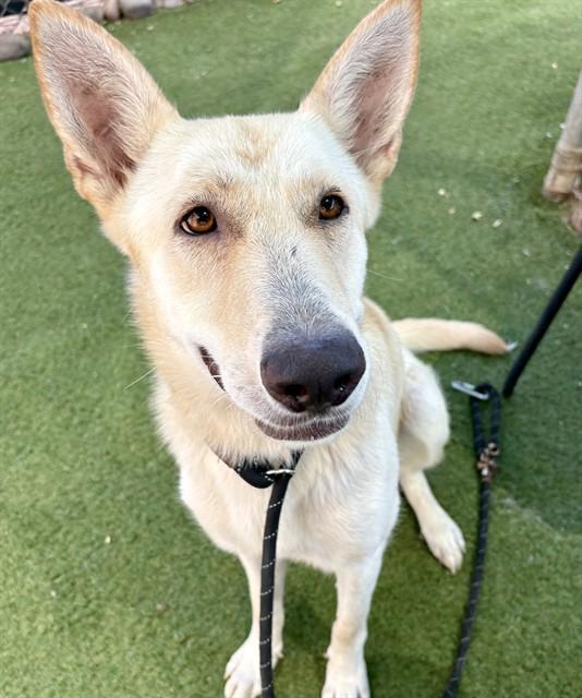 FIONA, Adoptable, Adult Female Husky & Mixed Breed.