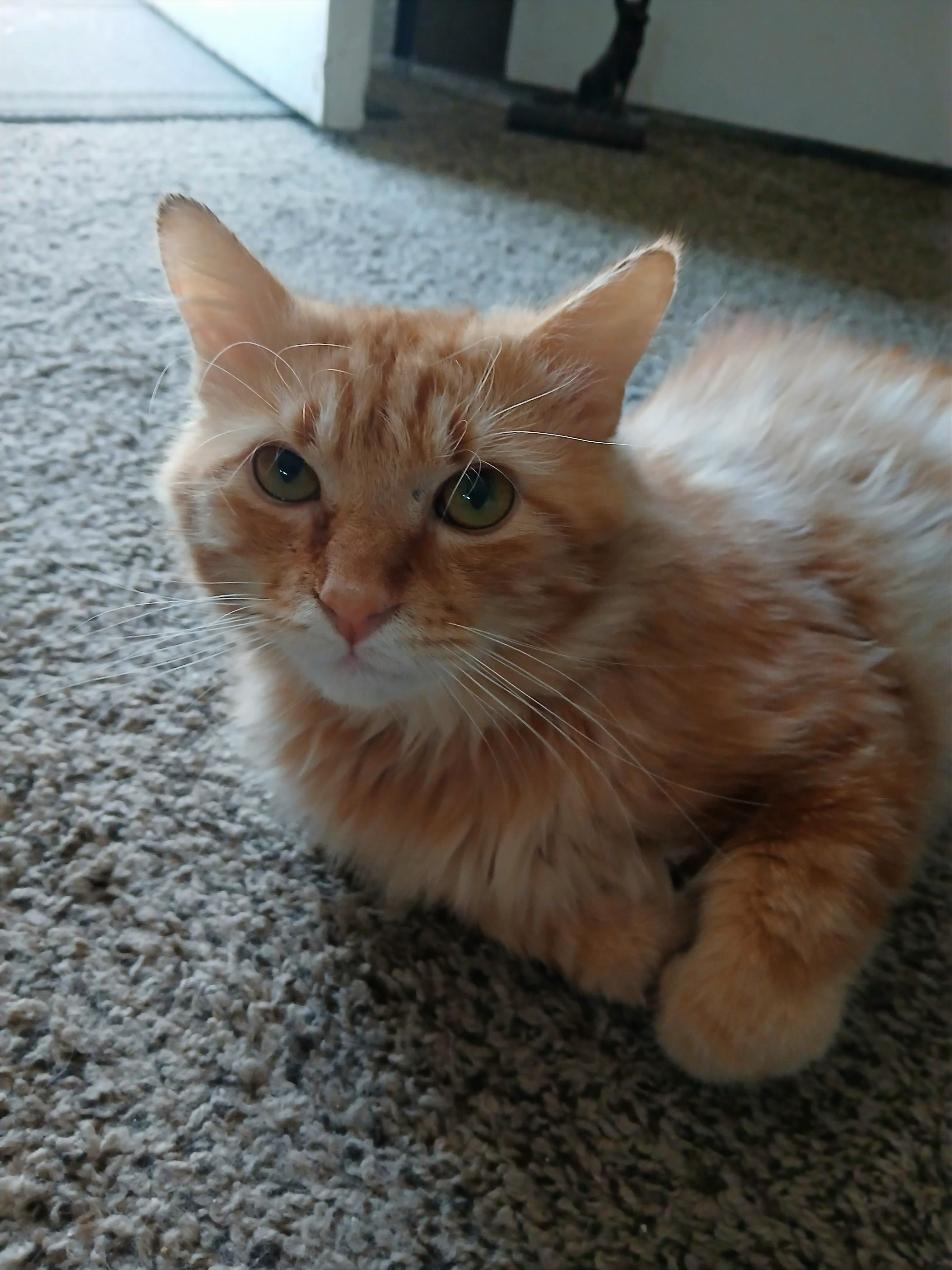 Harrison, a Adopted Domestic Medium Hair in Las Vegas, NV image 1/6