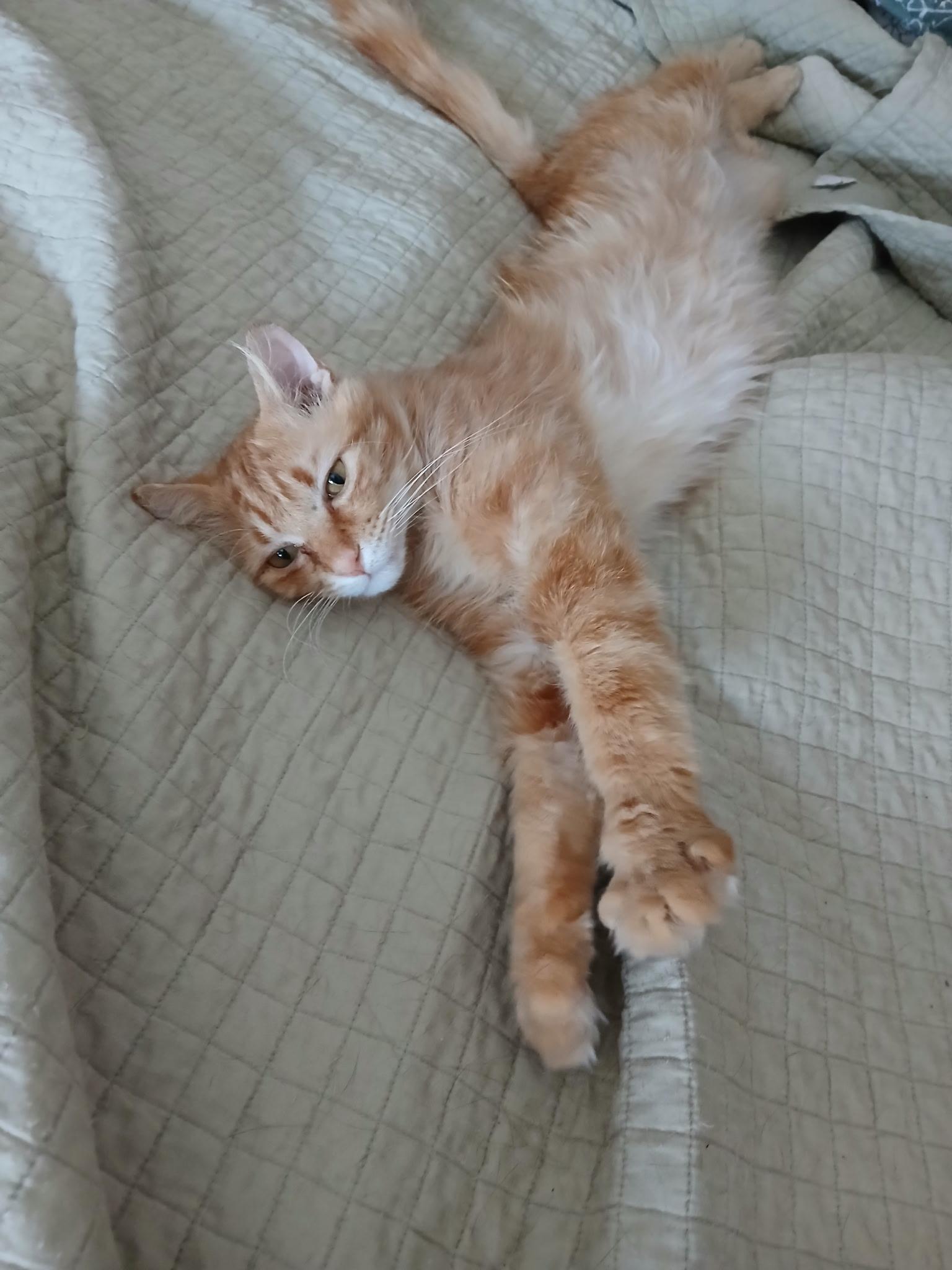 Harrison, Adult Male unknown