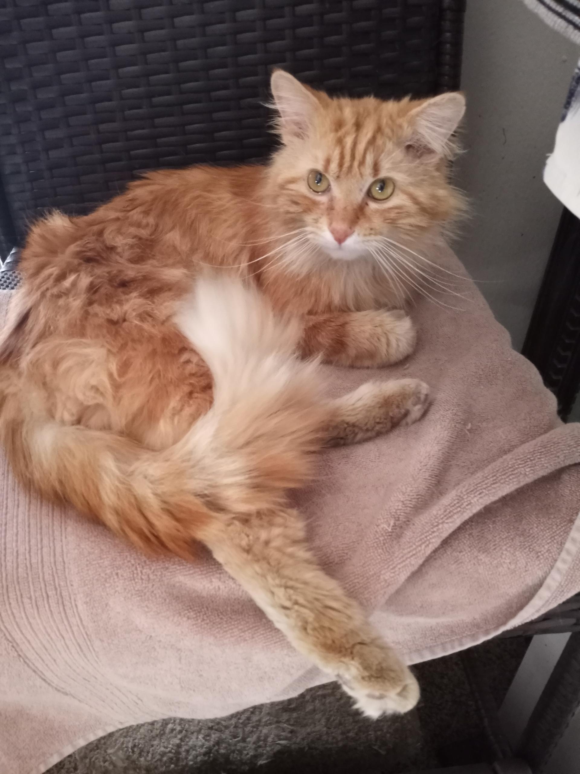 Harrison, a Adopted Domestic Medium Hair in Las Vegas, NV image 2/6