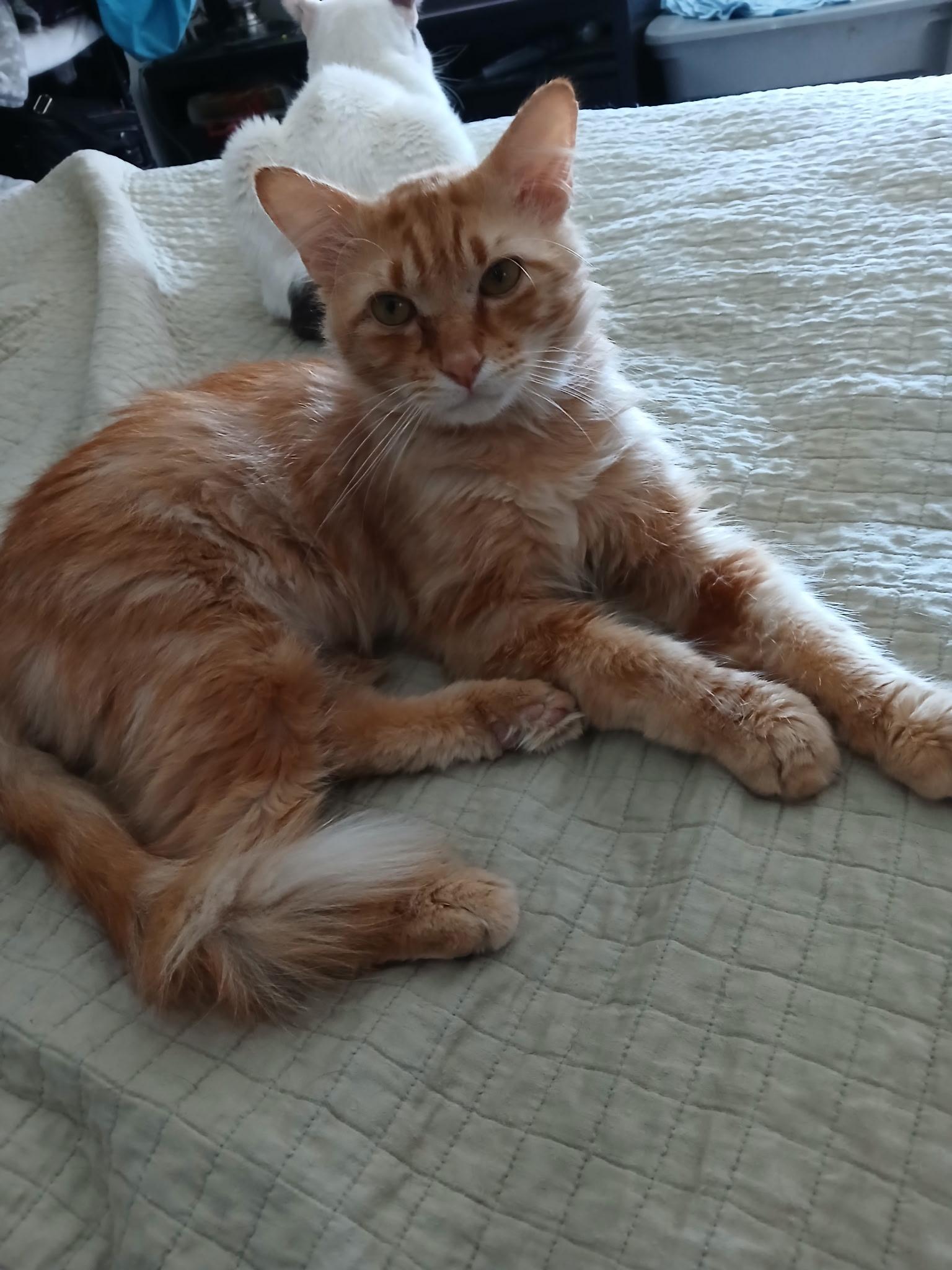 Harrison, a Adopted Domestic Medium Hair in Las Vegas, NV image 4/6