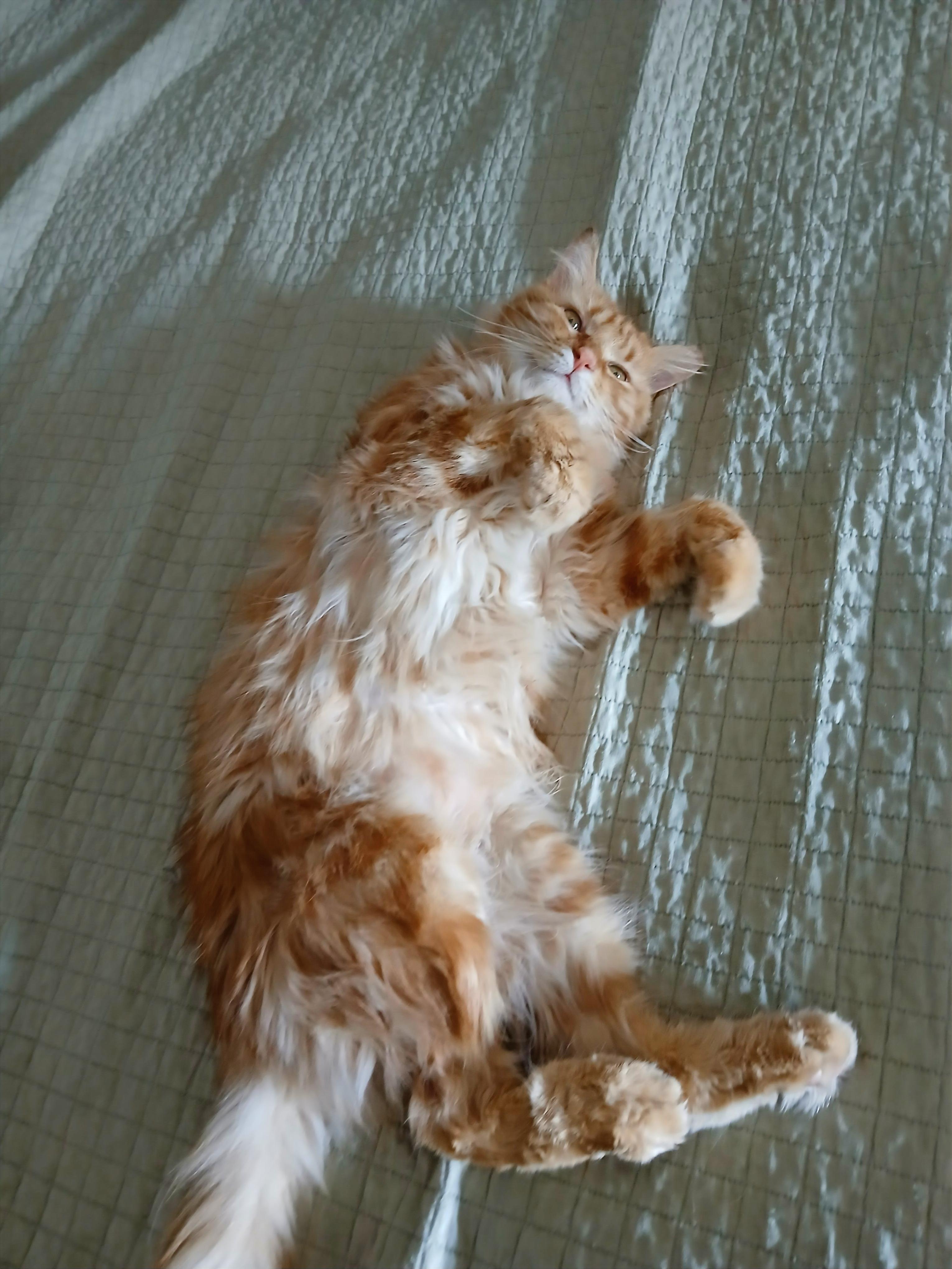 Harrison, a Adopted Domestic Medium Hair in Las Vegas, NV image 3/6