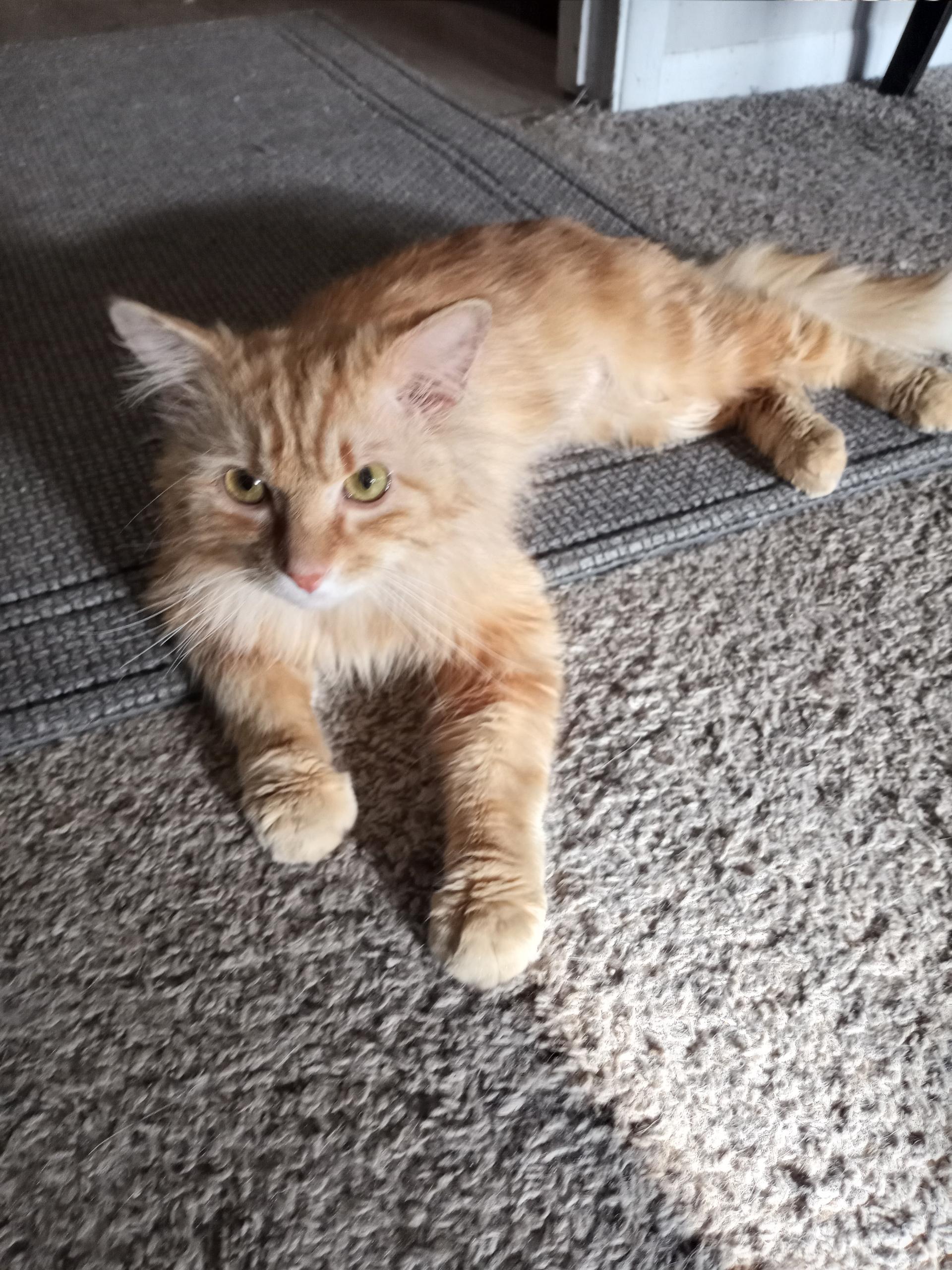 Harrison, a Adopted Domestic Medium Hair in Las Vegas, NV image 6/6