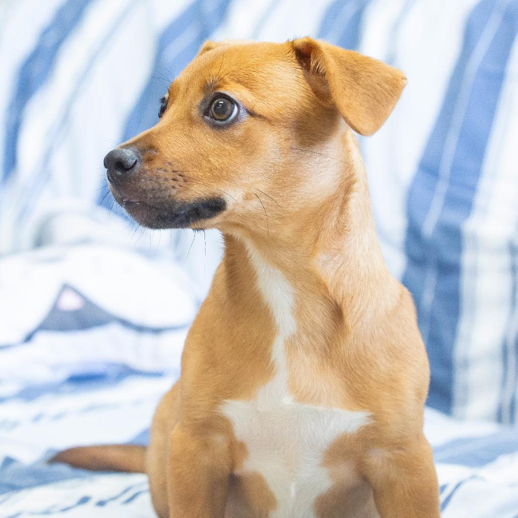 Yakko, a Adoptable Mixed Breed in Cartersville, GA image 1/4