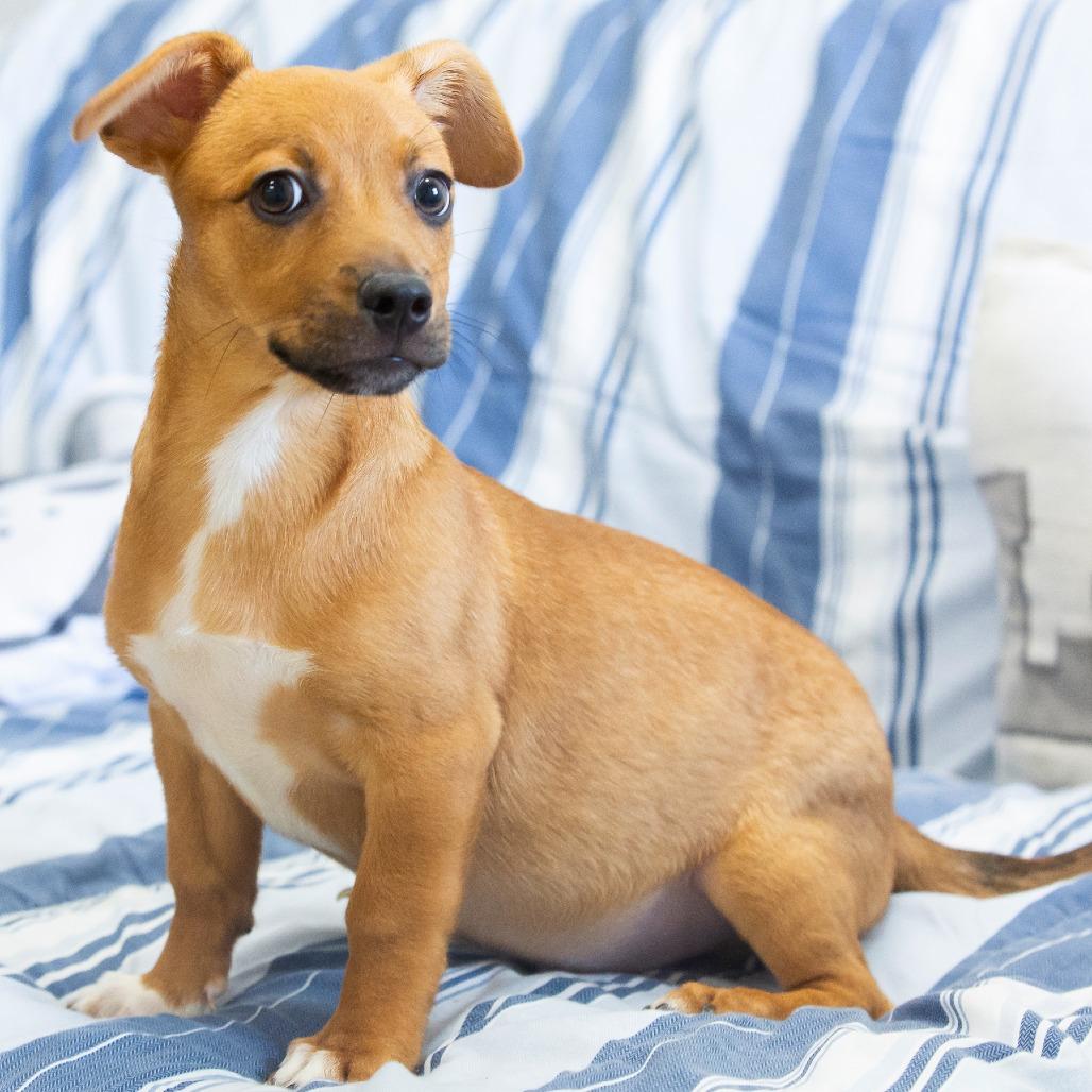 Yakko, a Adoptable Mixed Breed in Cartersville, GA image 2/4