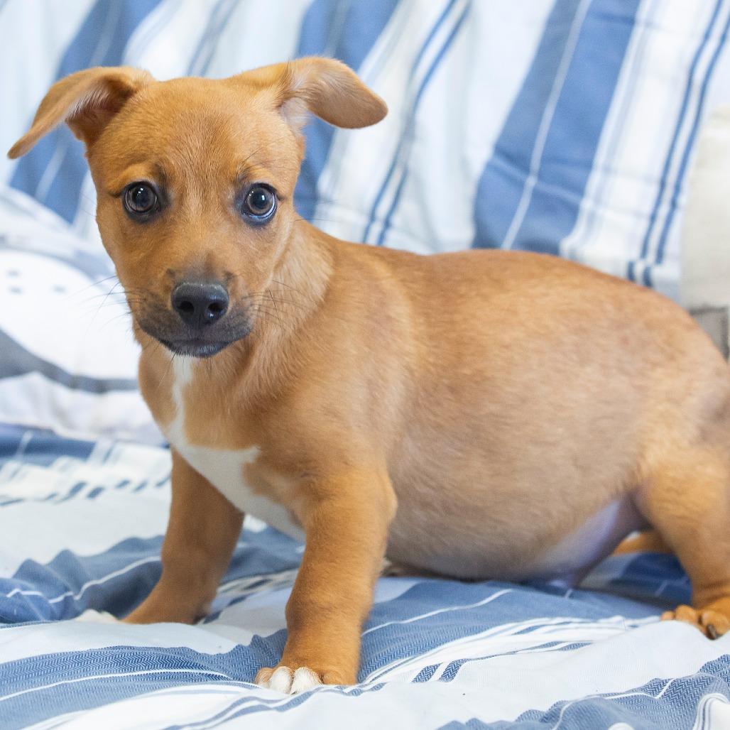 Yakko, a Adoptable Mixed Breed in Cartersville, GA image 3/4