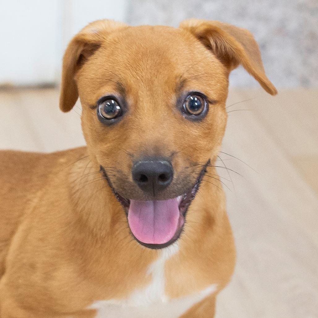 Yakko, a Adoptable Mixed Breed in Cartersville, GA image 4/4