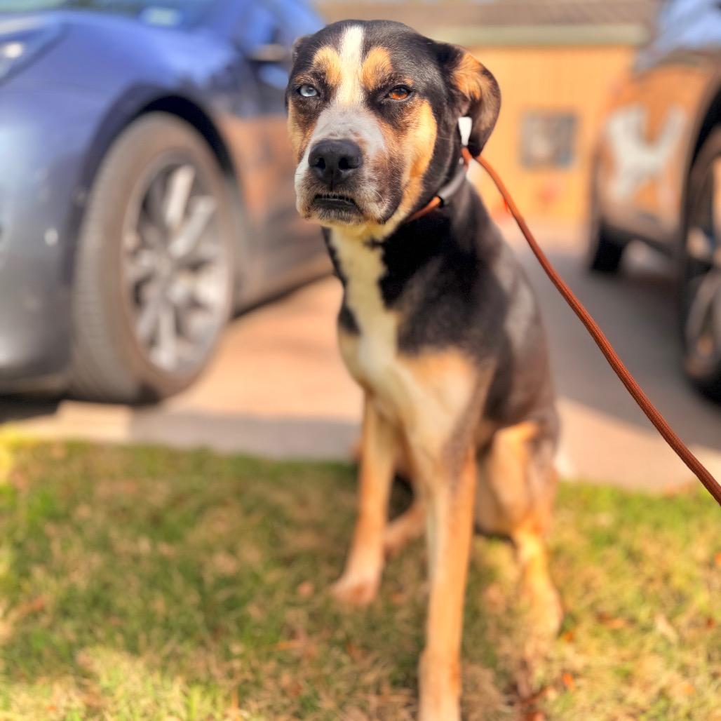 Enlarge Molly, a Adoptable Mixed Breed in Springboro, OH image 1/4