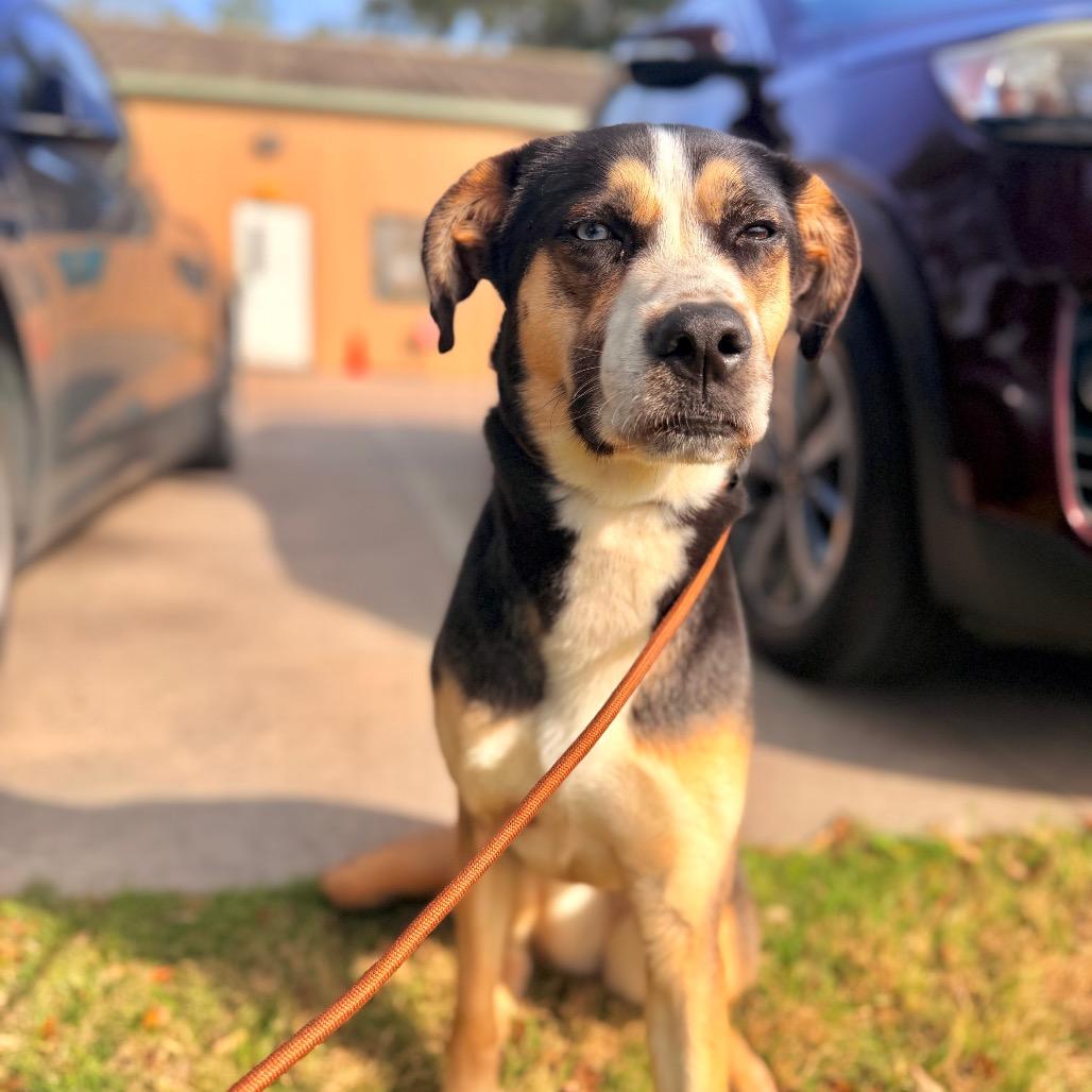 Enlarge Molly, a Adoptable Mixed Breed in Springboro, OH image 3/4