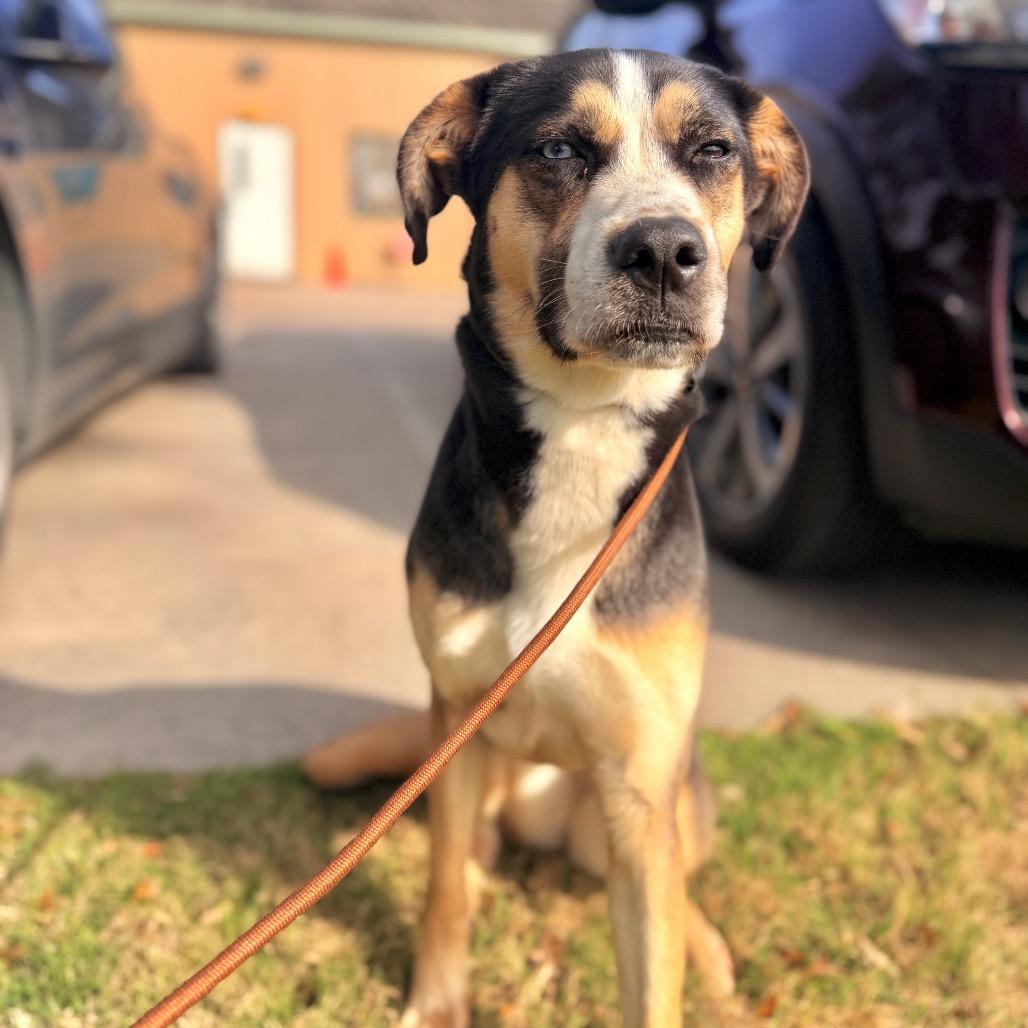 Enlarge Molly, a Adoptable Mixed Breed in Springboro, OH image 4/4