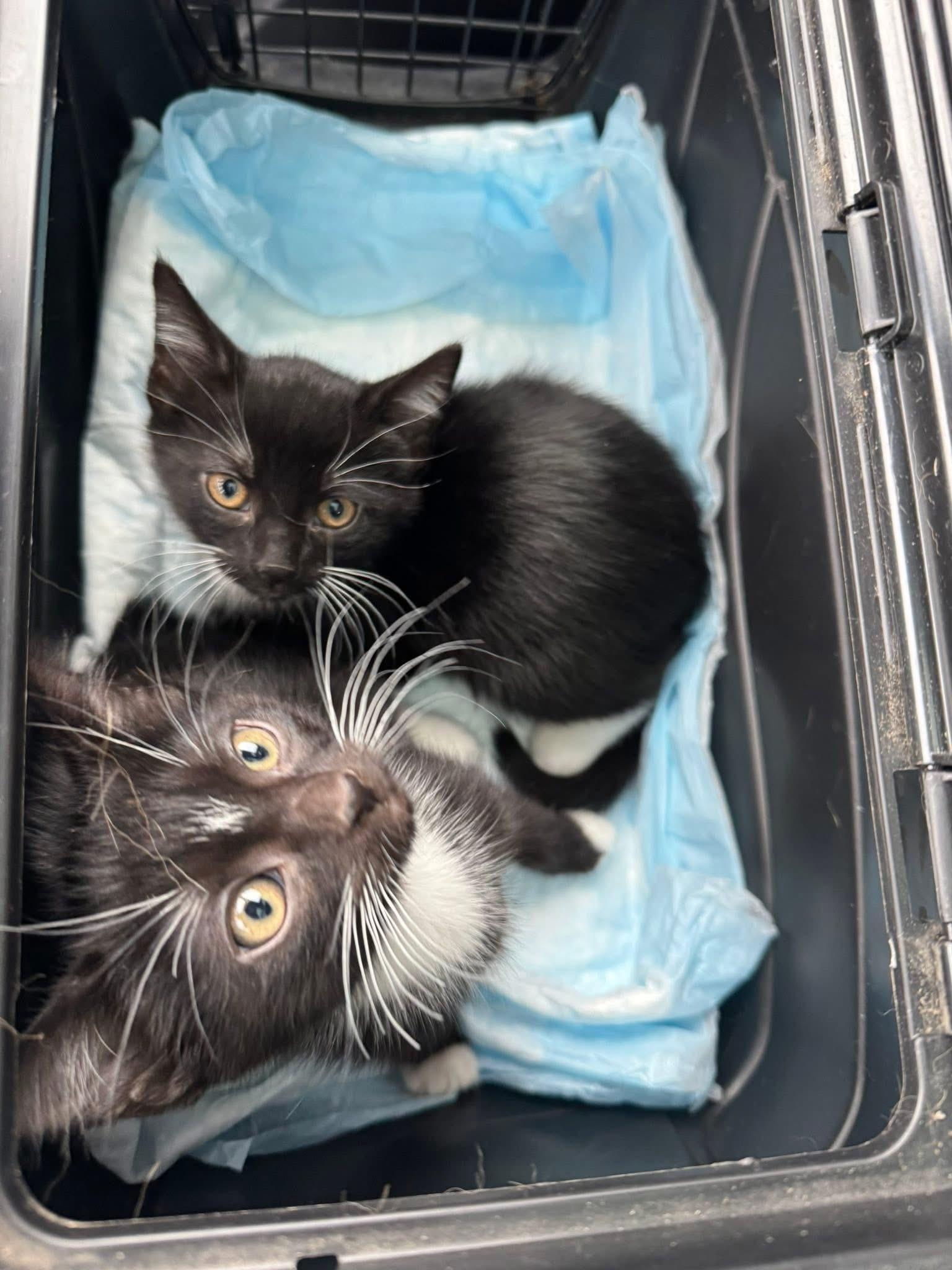 Benny and Bandit, adoptable, Kitten Male Domestic Short Hair.