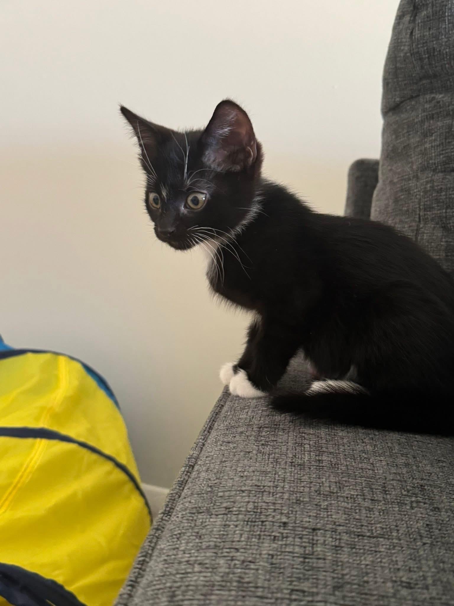 Benny and Bandit, ADOPTABLE, Kitten Male Domestic Short Hair.