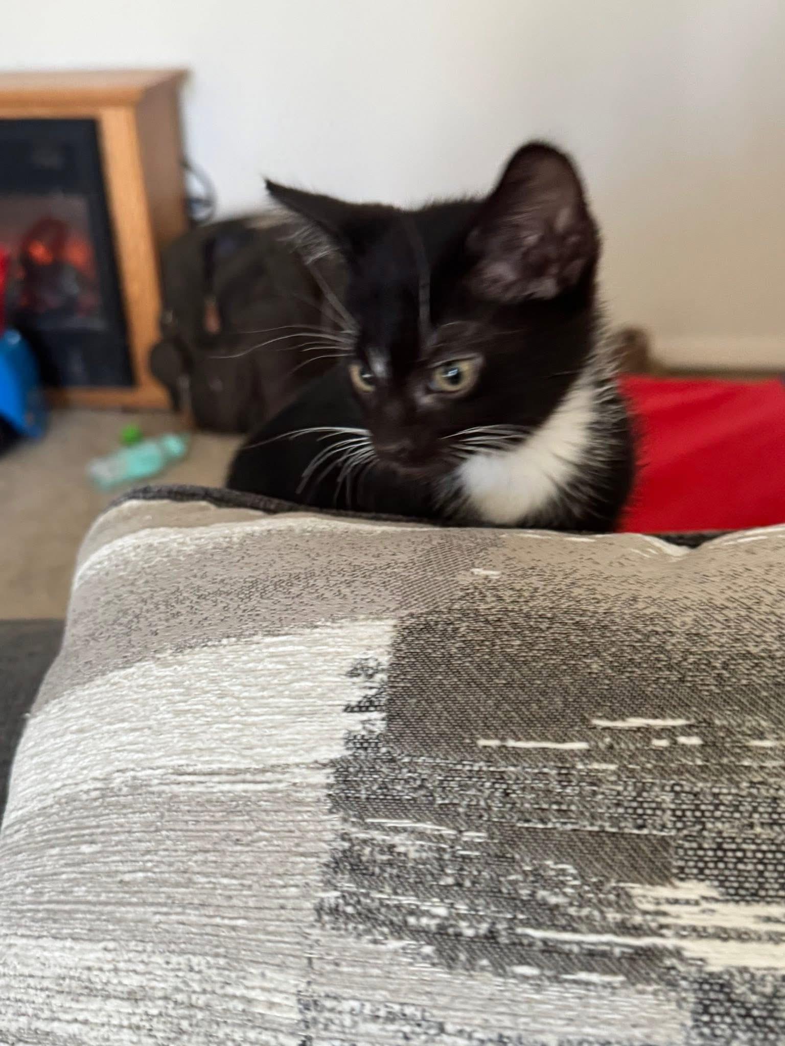 Enlarge Benny and Bandit, a ADOPTABLE Domestic Short Hair in Troy, NY image 4/4